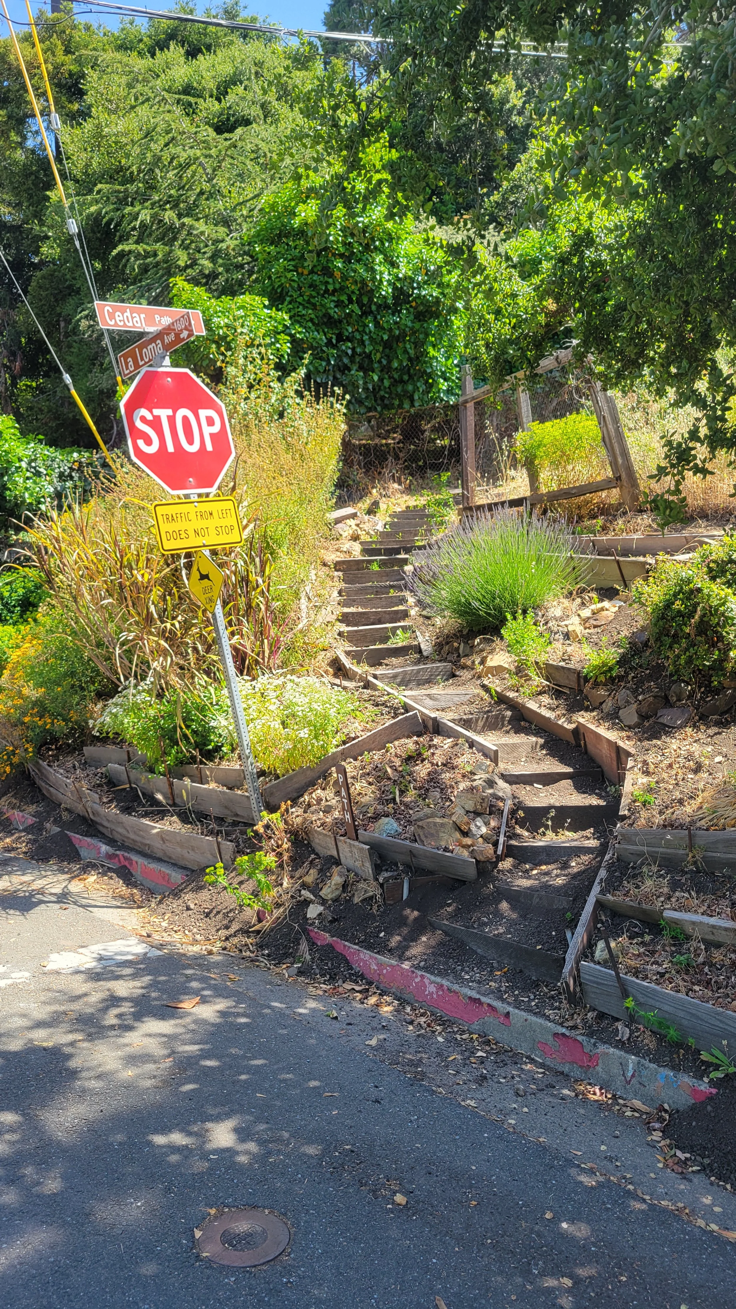 Cedar Path 1.jpg