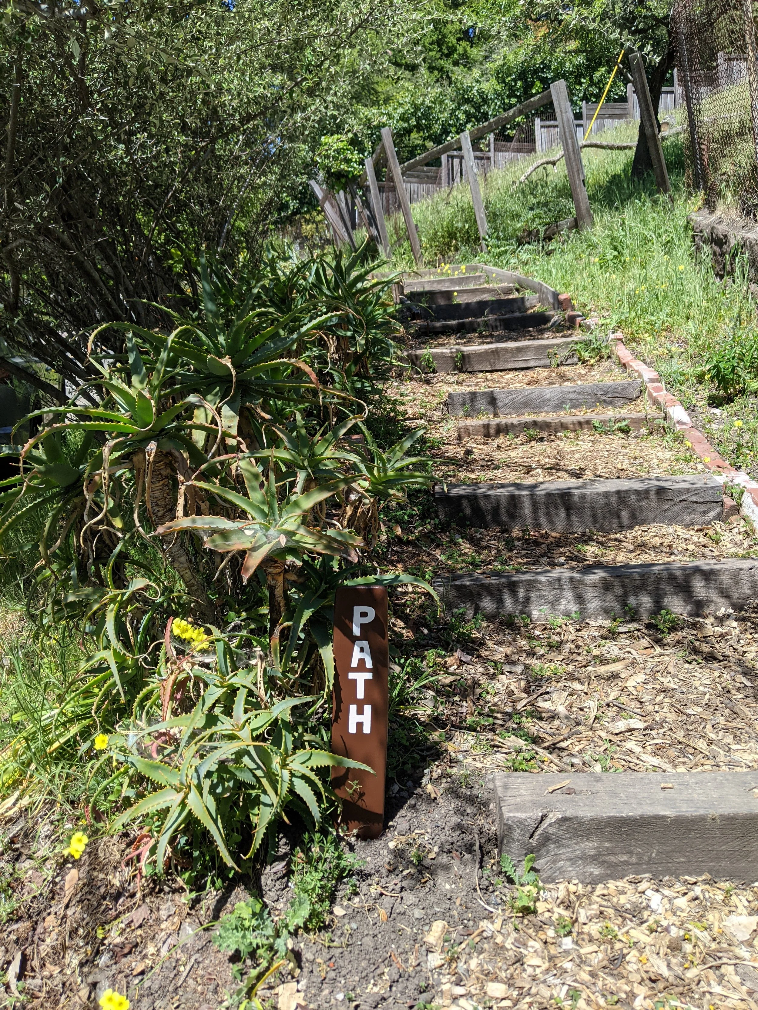 Cedar Path 2.jpg