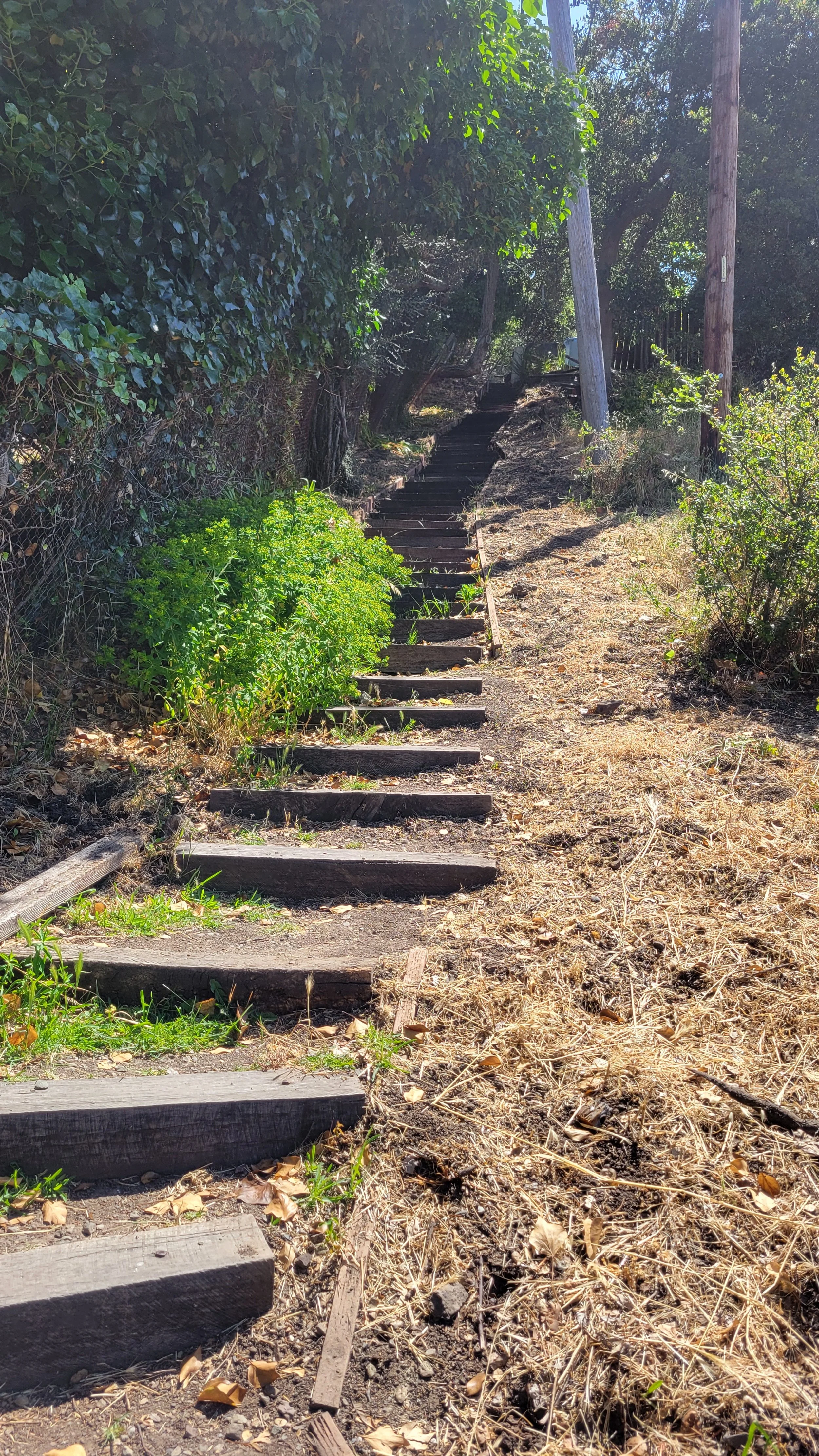 Cedar Path 3.jpg