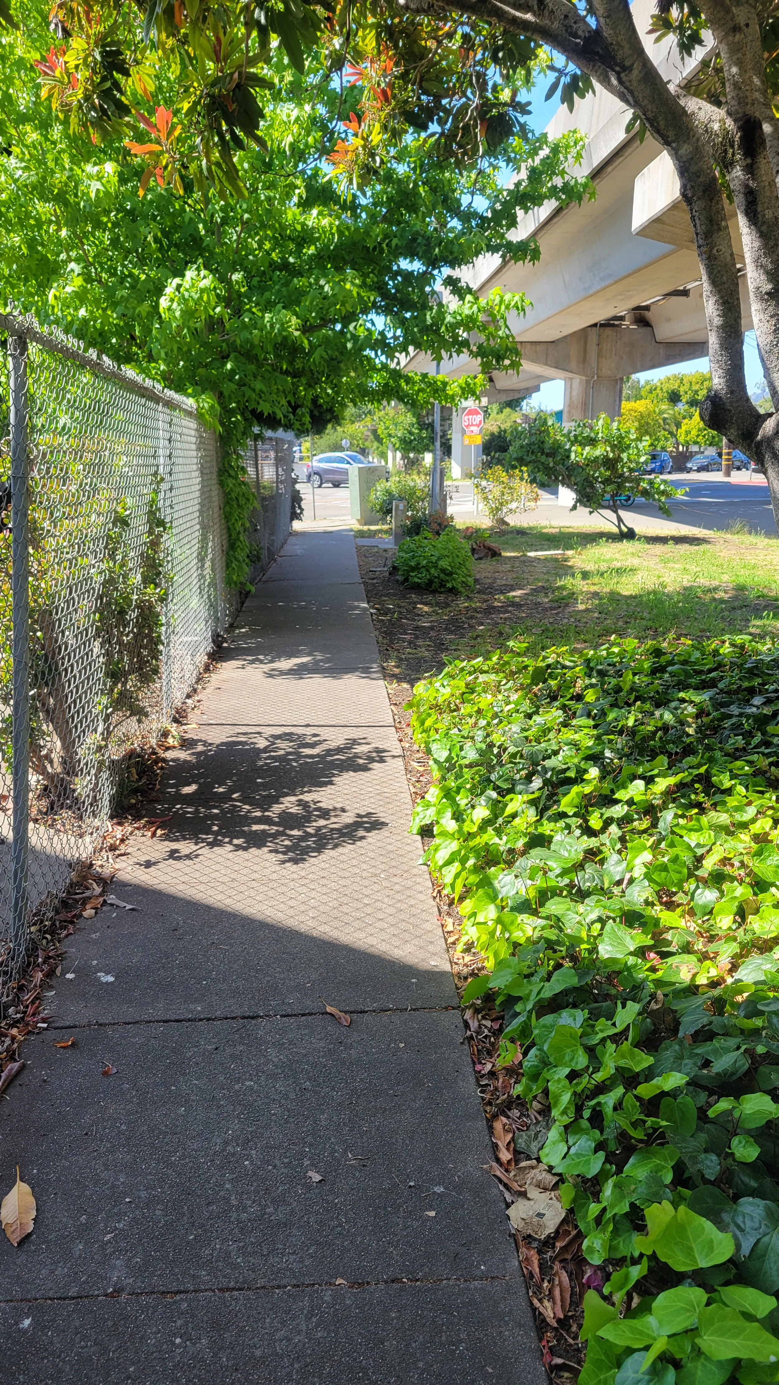 Geneva's Path 5.jpg