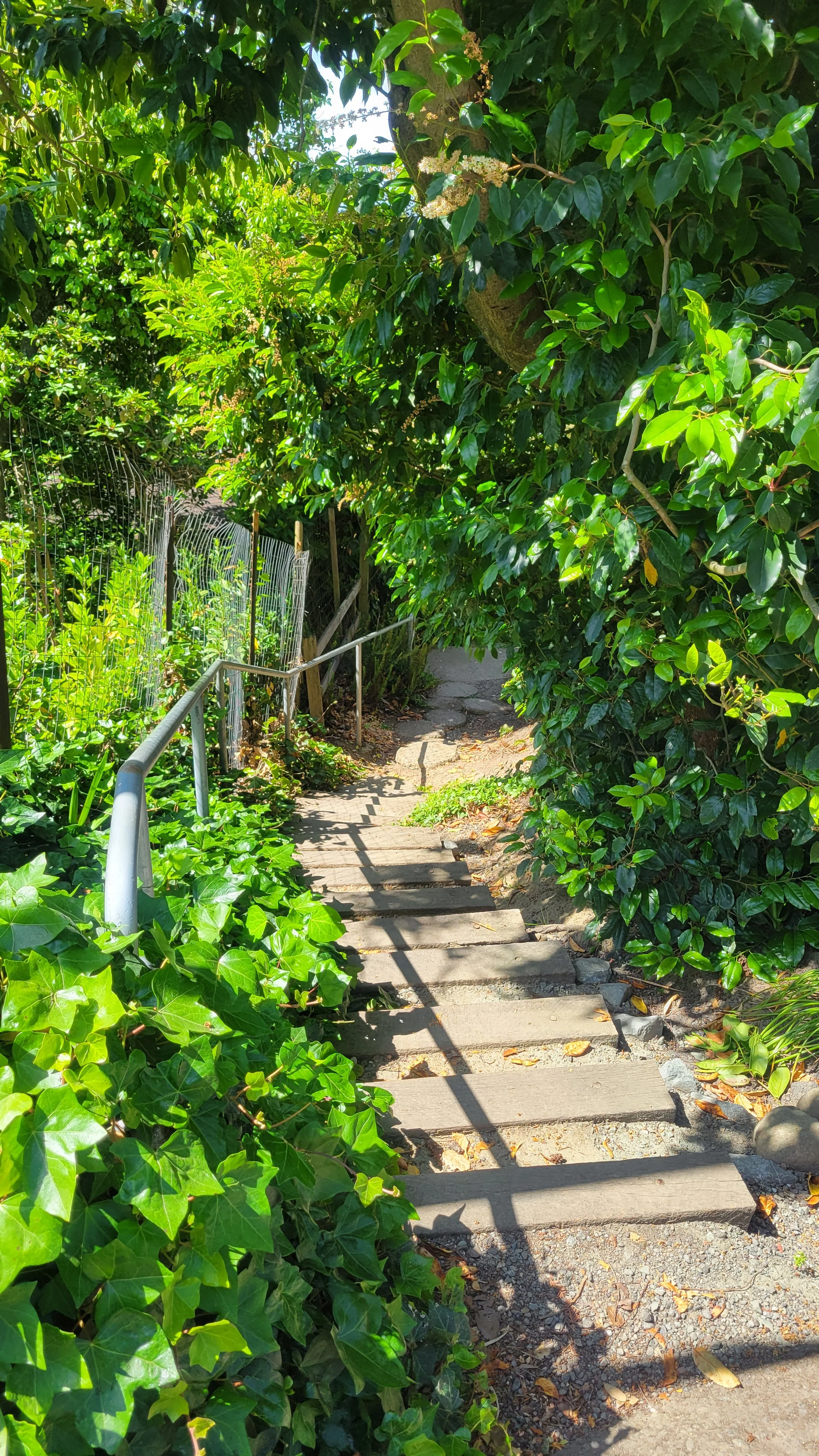 Whitaker Path 2.jpg