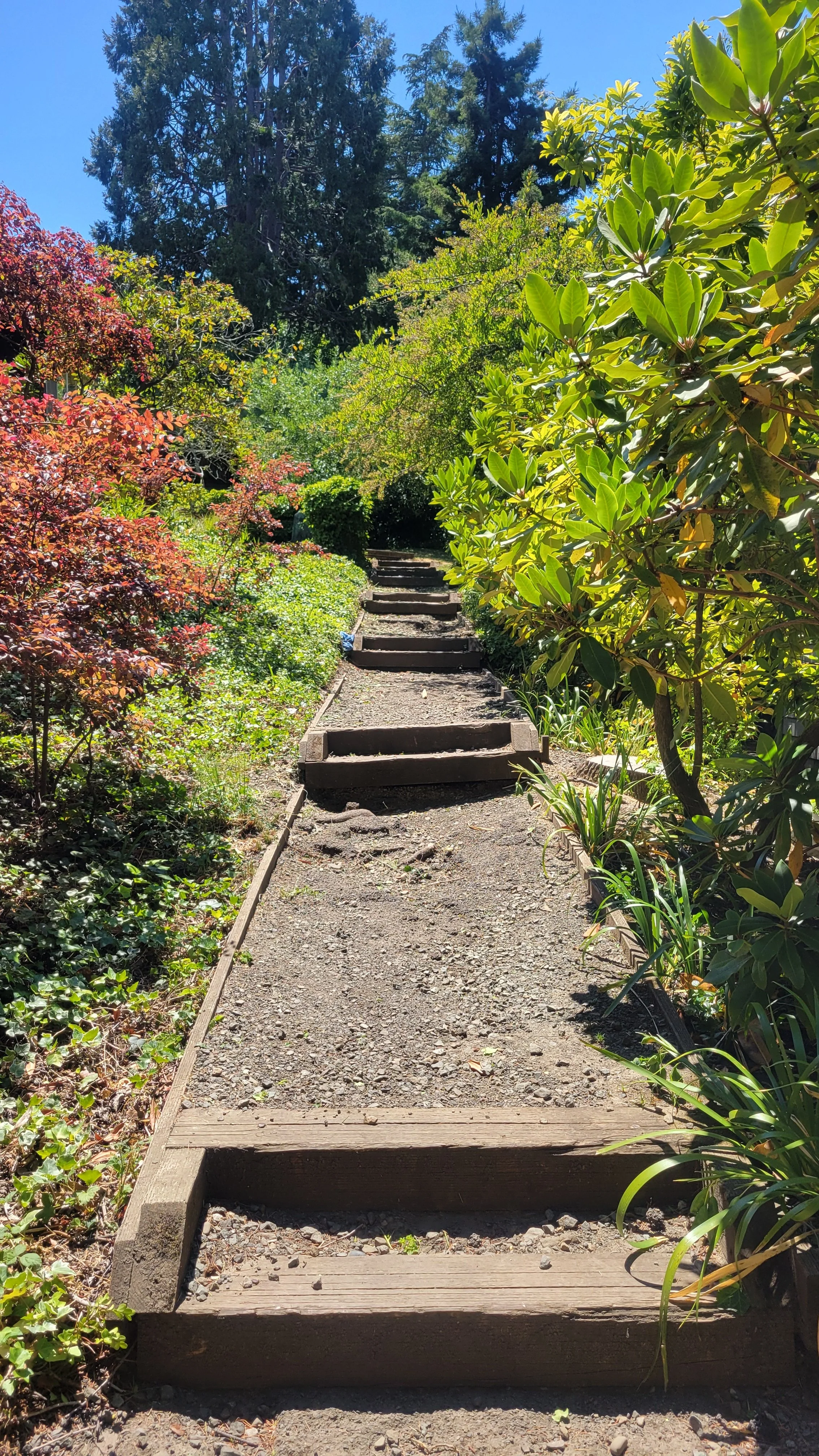 Patty Kates Path 2.jpg