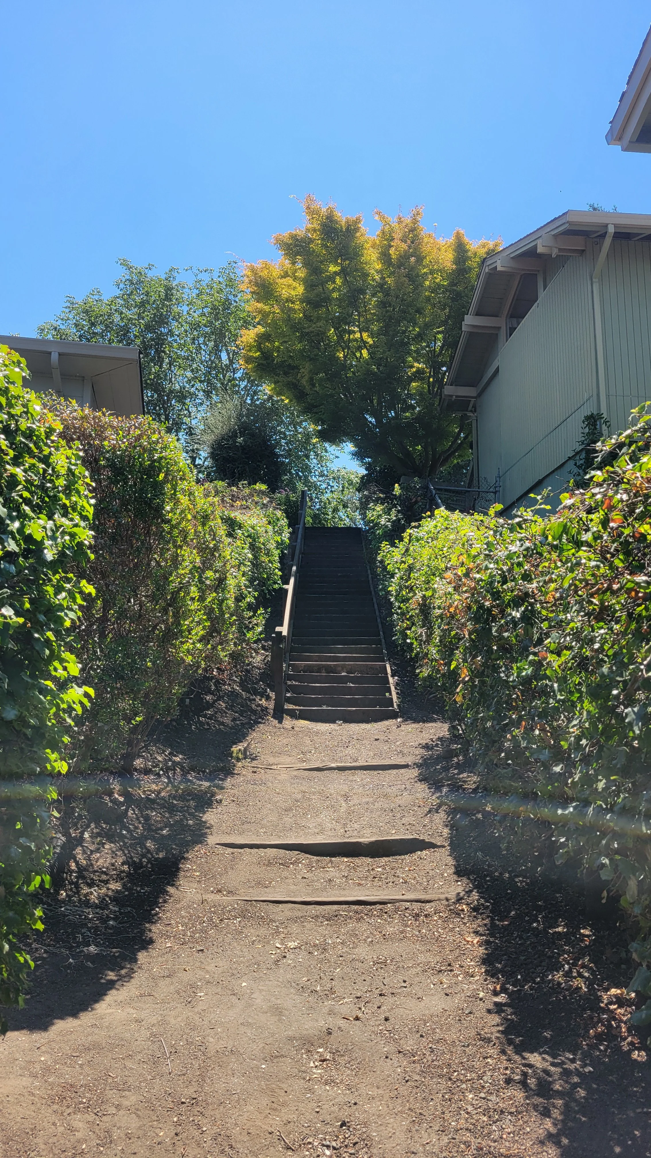 Patty Kates Path 6.jpg