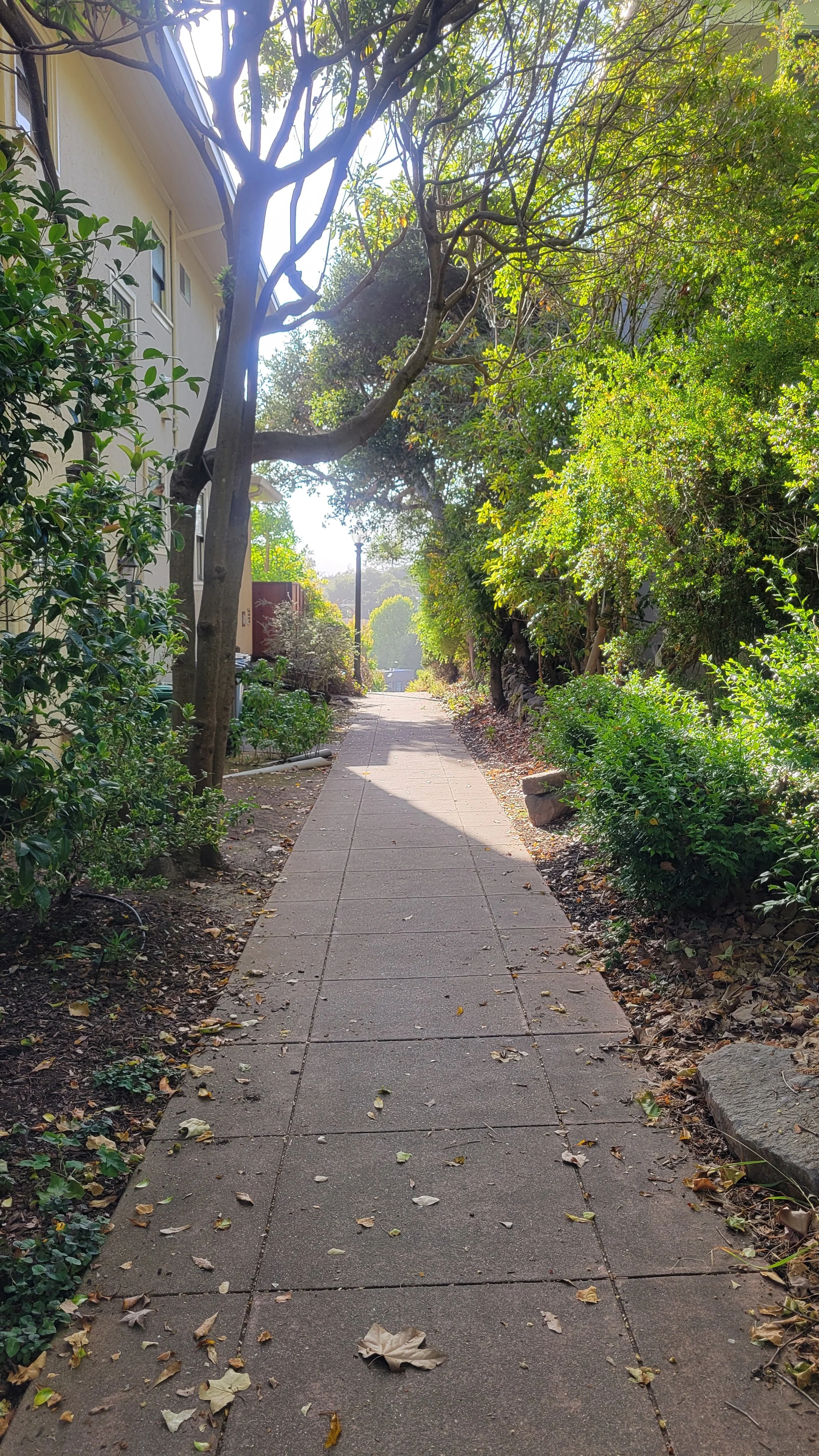 Terrace Walk Lower 6.jpg