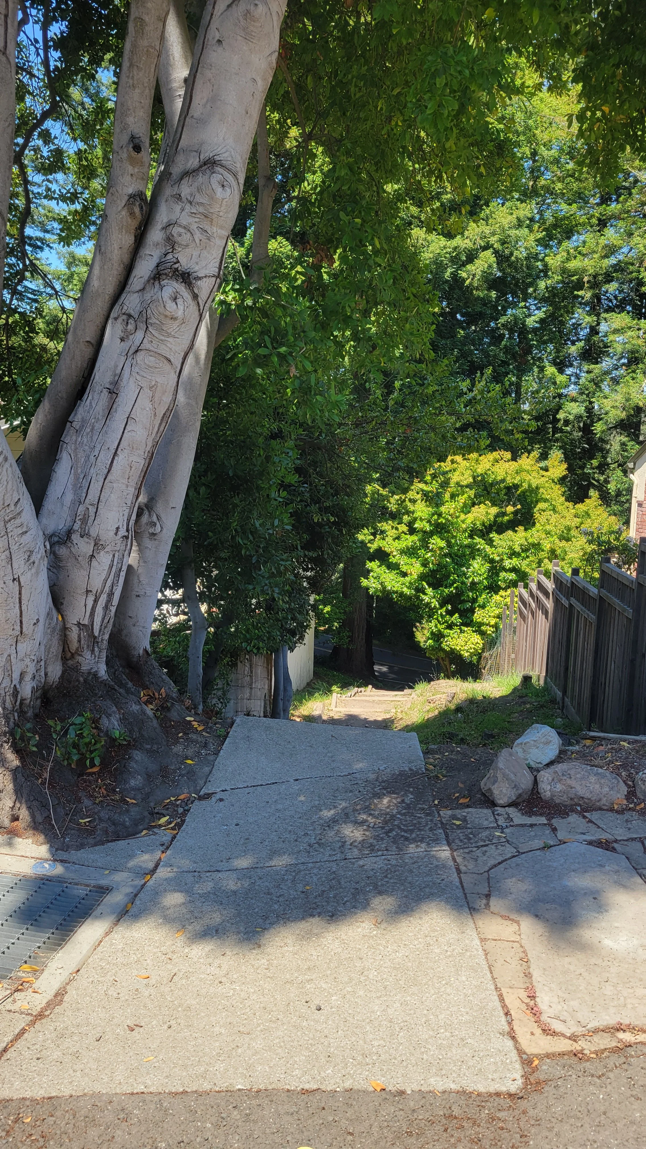 Fred Herbert Path Lower 1.jpg