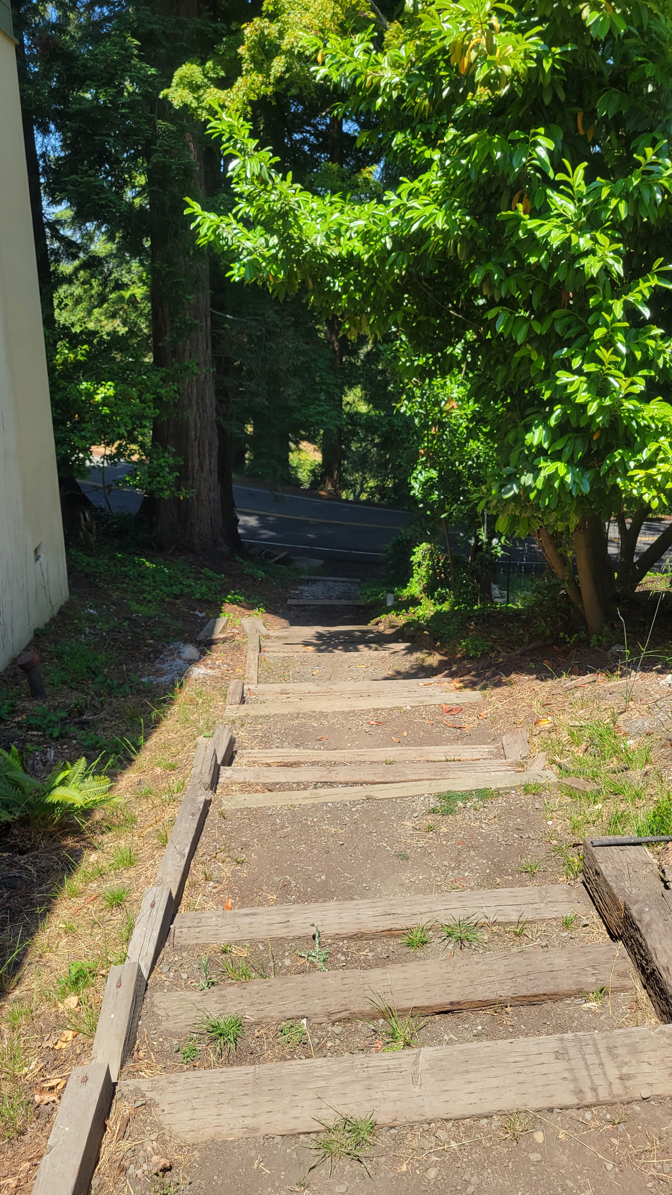 Fred Herbert Path Lower 3.jpg