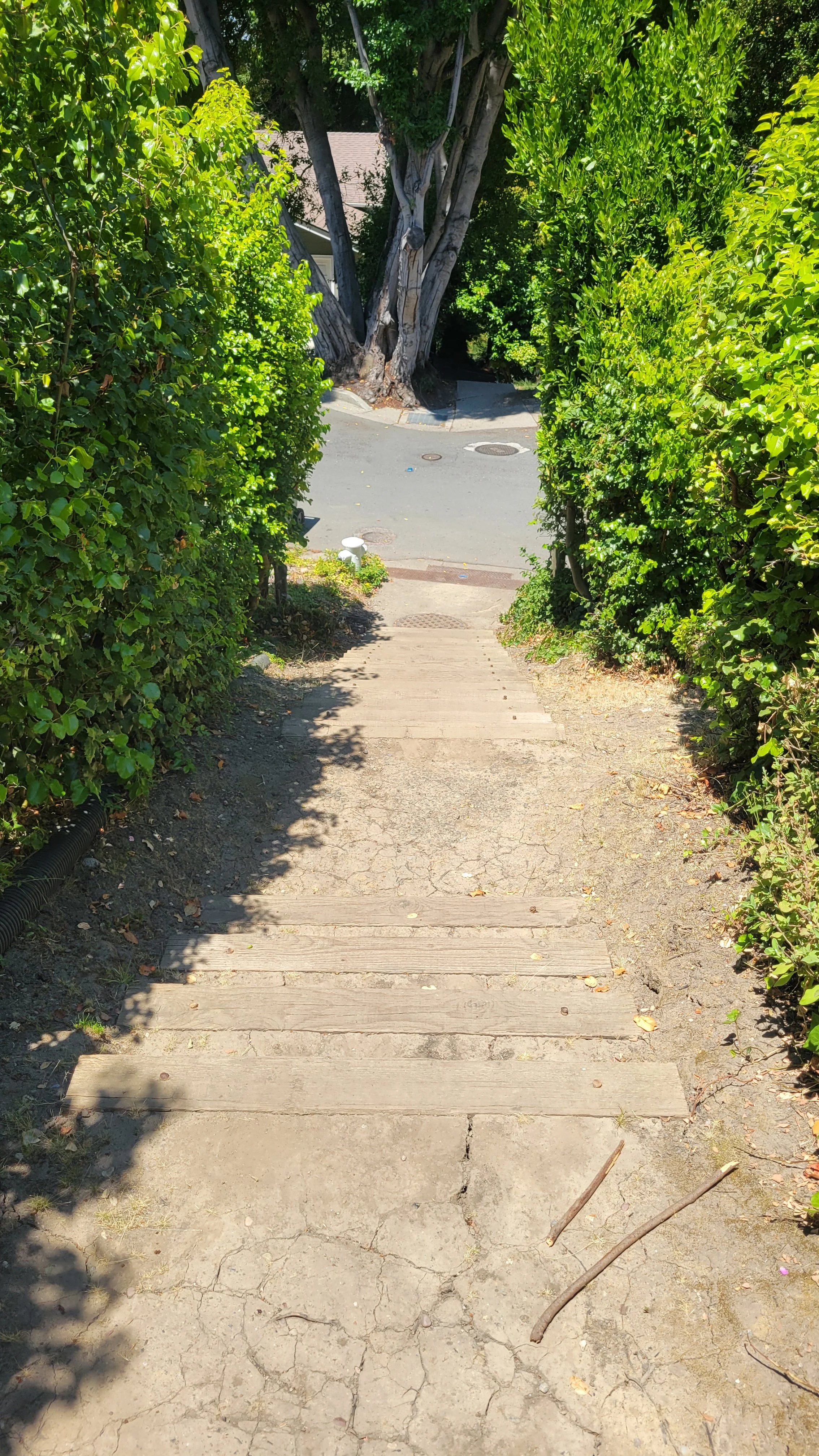 Fred Herbert Path Middle 5.jpg