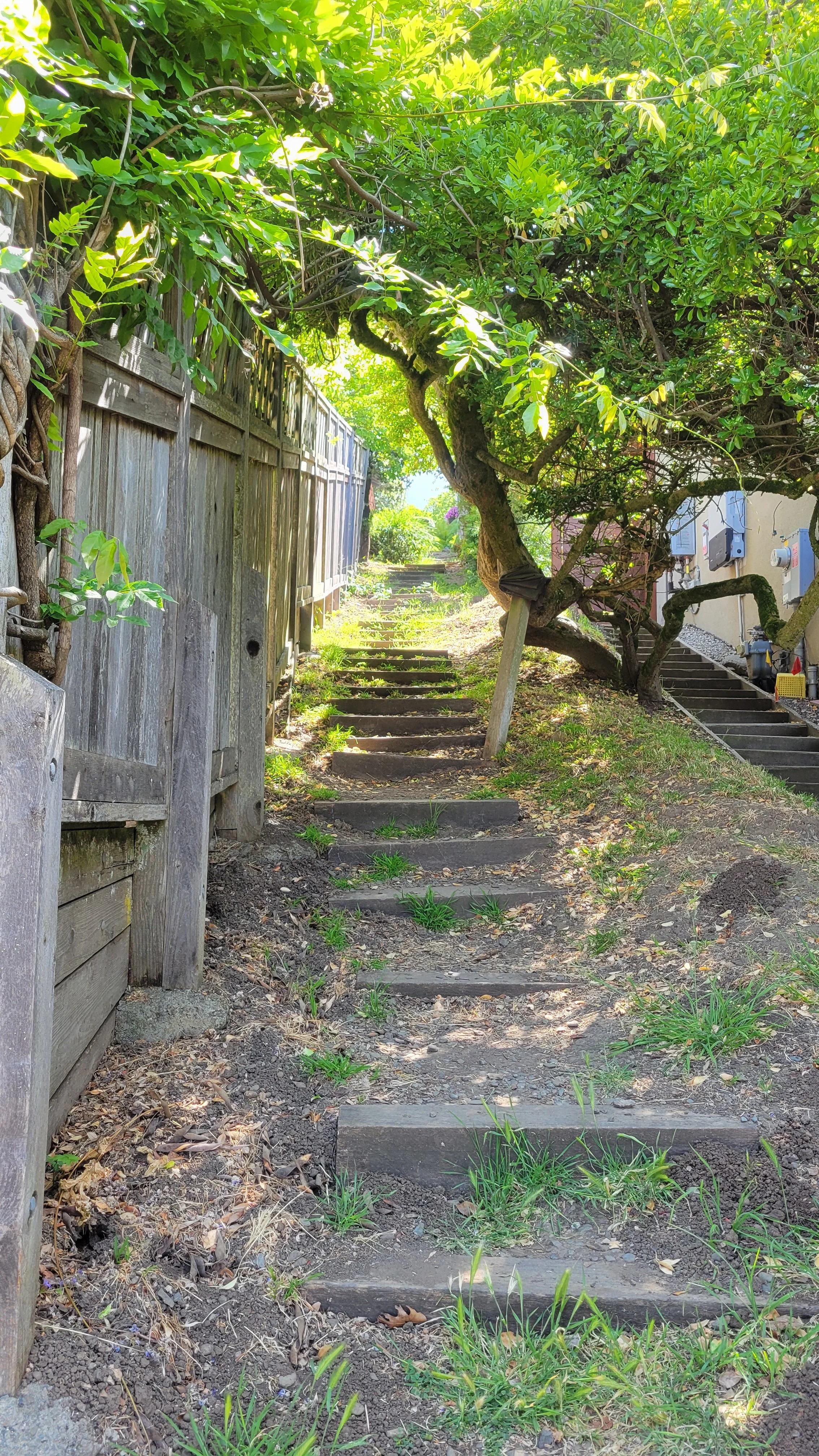 Anne Brower Path 1.jpg