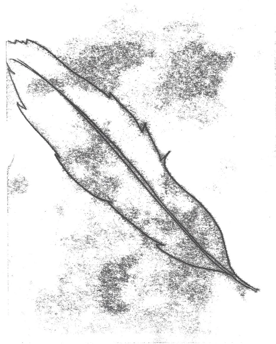 Clare_Winslow_feather_Trace_monotype.jpg