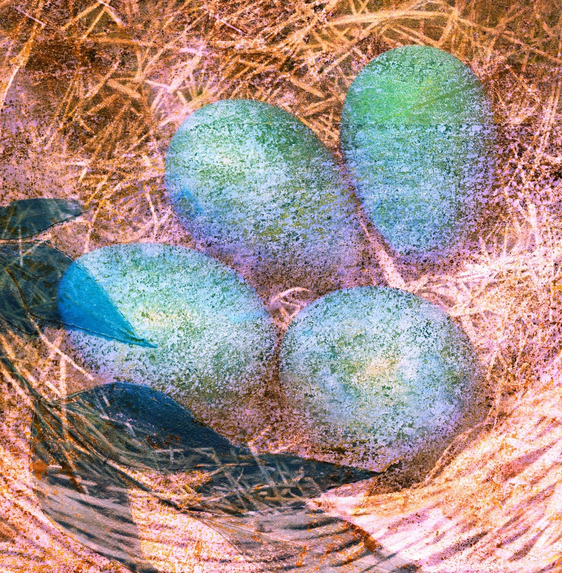 birds nest close up view (Copy)