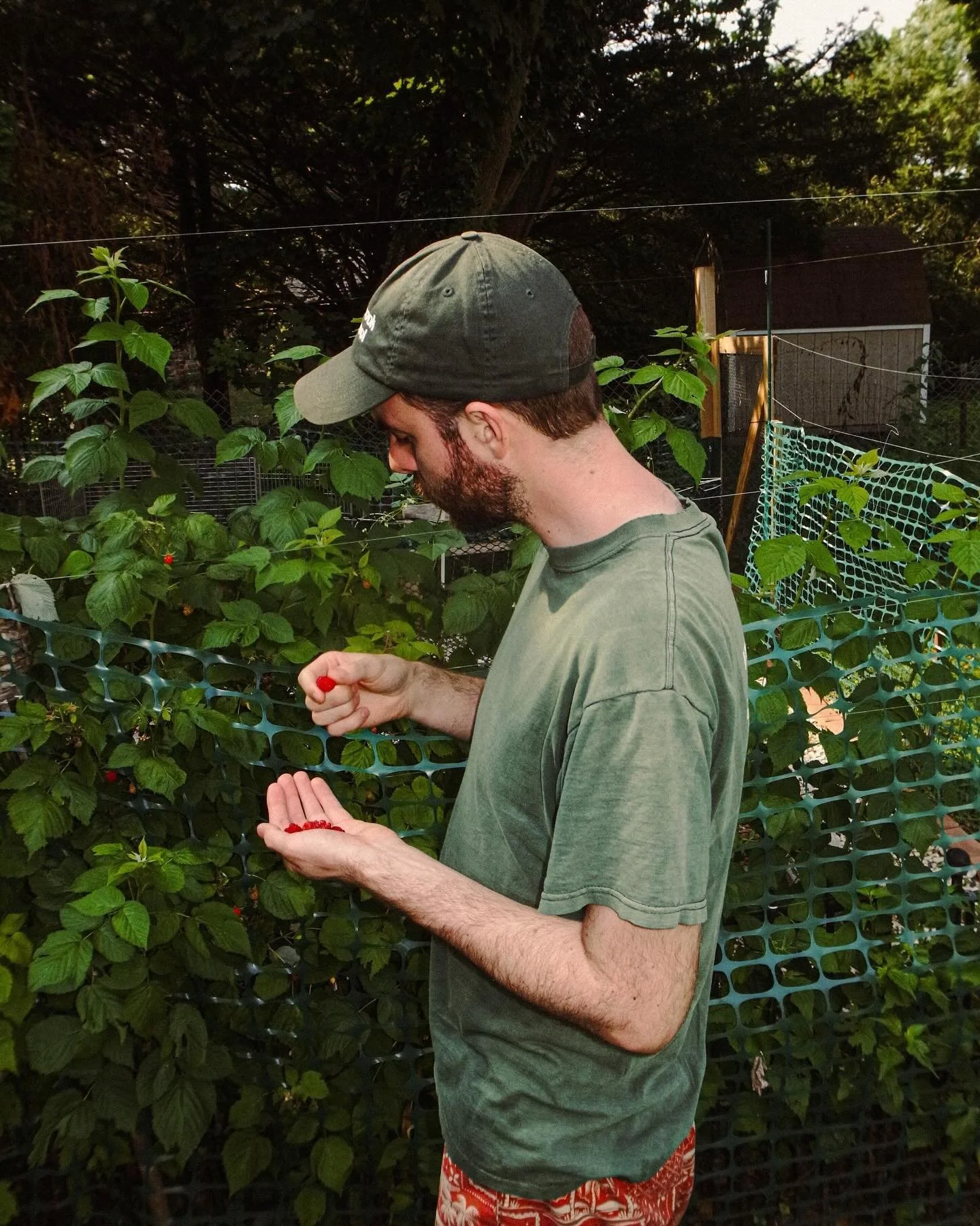 sunburnt daydream II -

Raspberries, growing like wildfire. 
Get em while they&rsquo;re ripe! Seriously- if you&rsquo;re in the greater tri-state area and looking for berries asap, I&rsquo;m practically begging you to come take some&hellip; hell, I&r