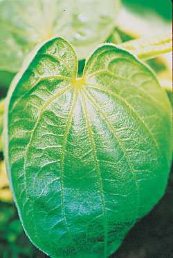 kava leaf.jpg