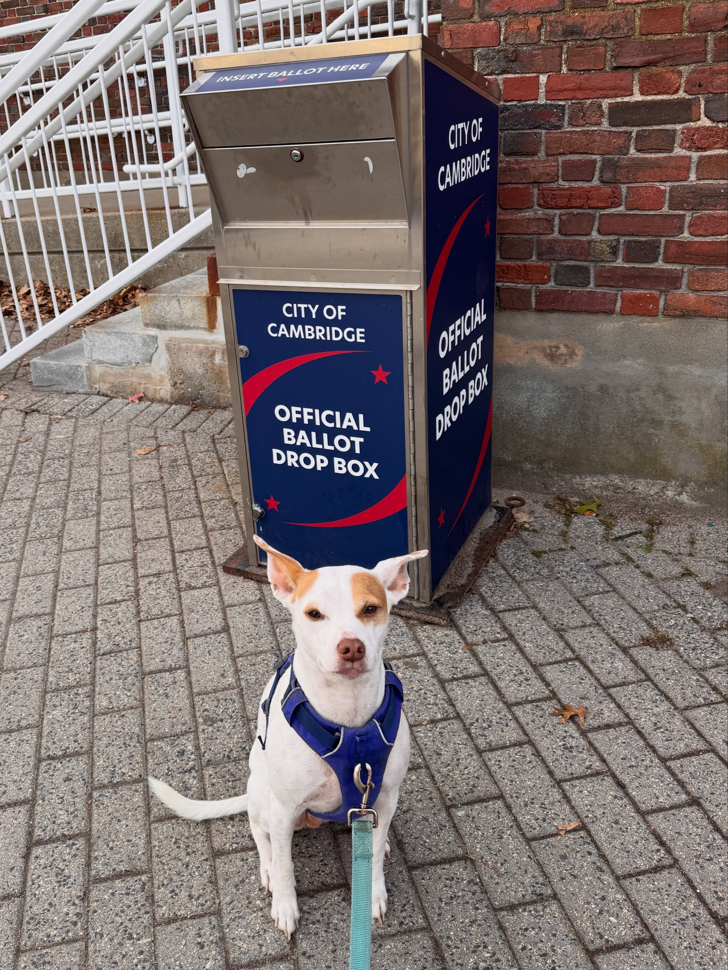 Dropped off my mail-in ballot today! Leia came with me as a witness. I&rsquo;m very happy to be voting in Cambridge for the first time since grad school, which was last century! 😬 

After spending 5 years advocating for free expression including a y