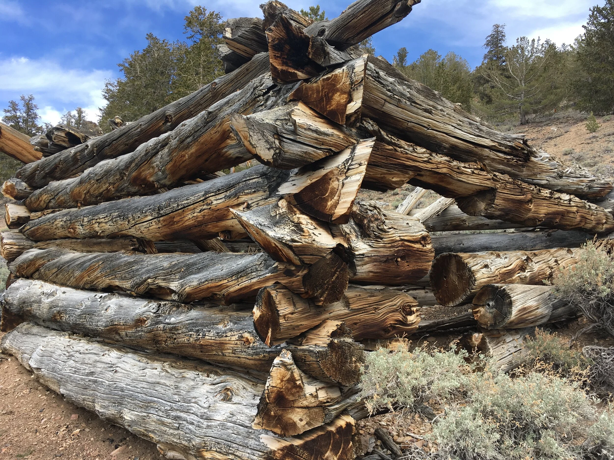 RESEARCH TRIP / BRISTLECONE PINES - MONO CULTURE 