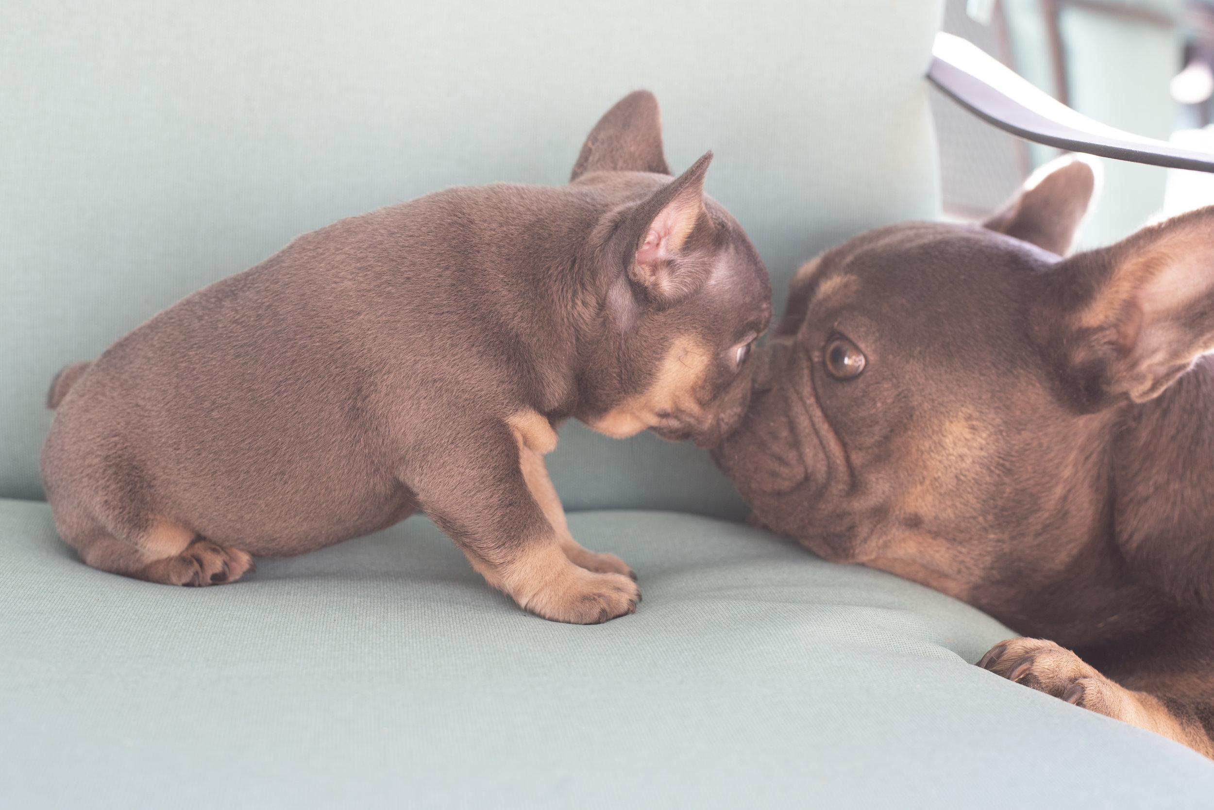 Past Litter — NorCal Frenchies