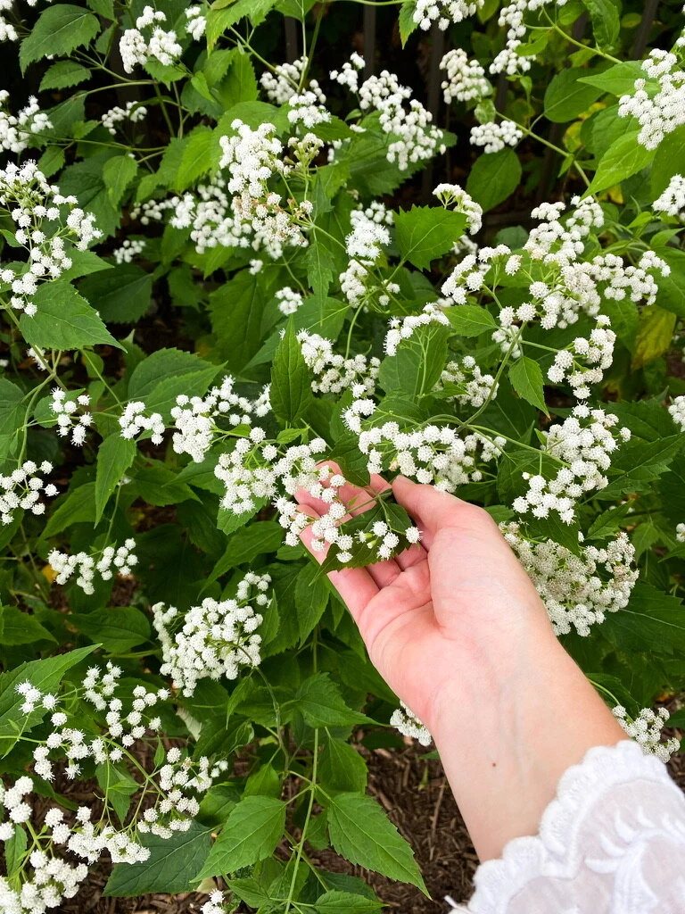 Brooklyn Botanic Garden