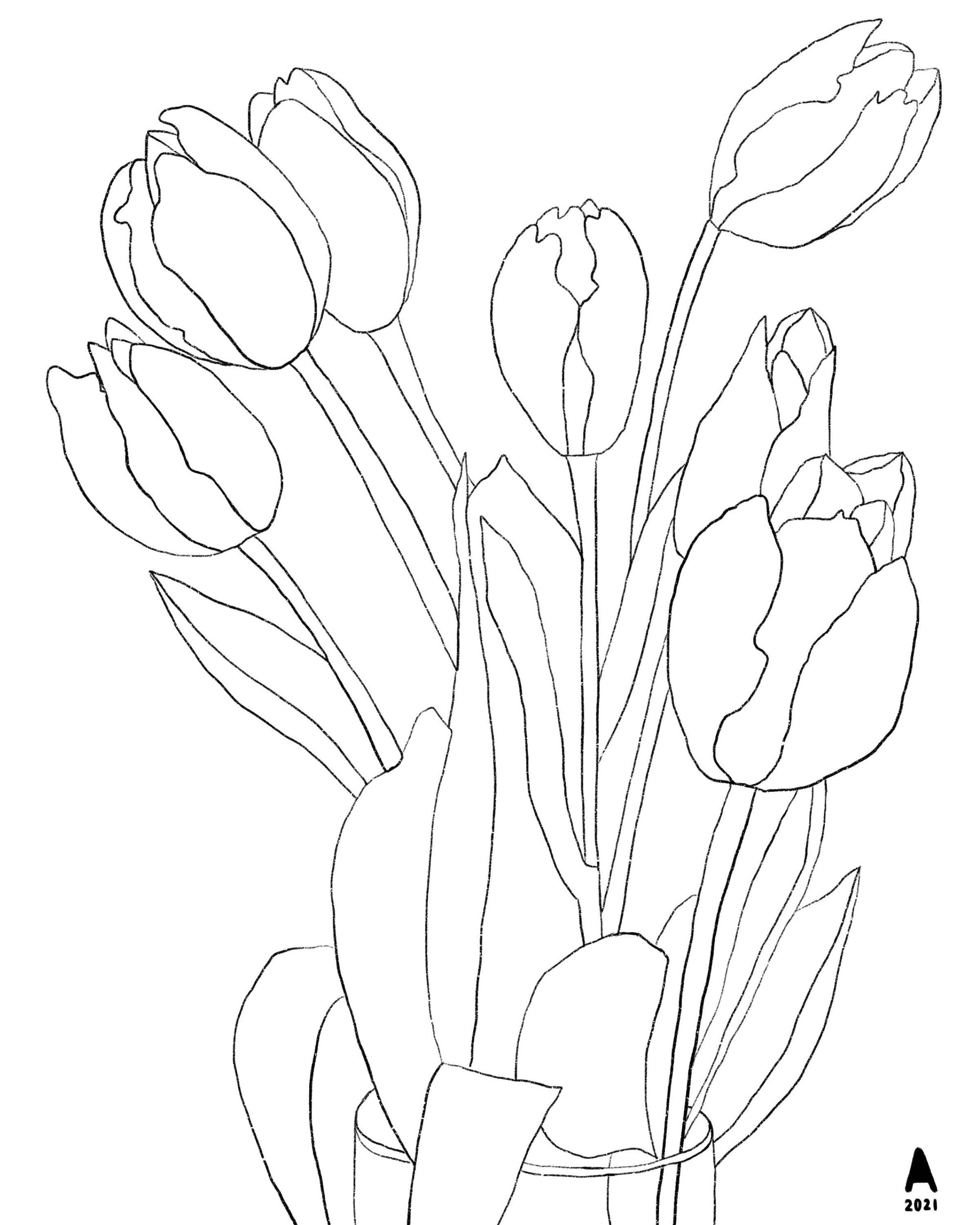 Red-tulips-sketch- lores.jpeg