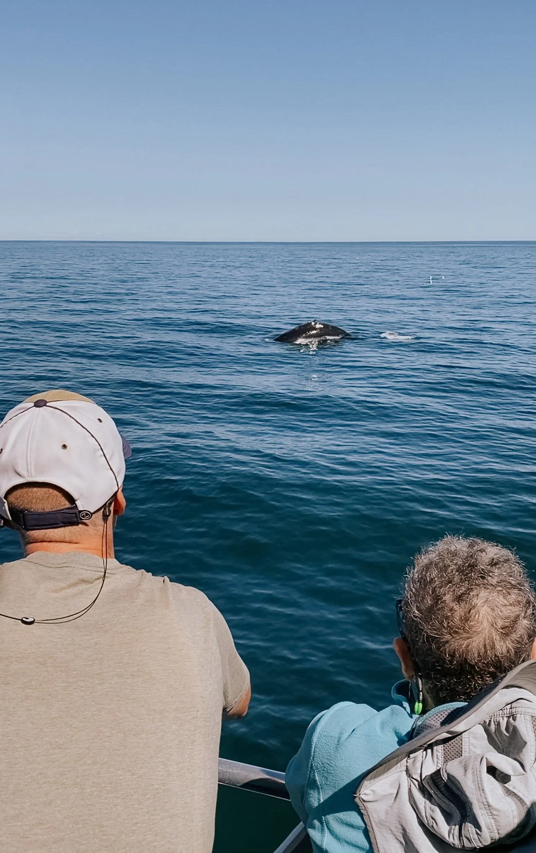 Whale watching in Maine