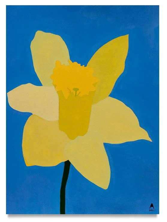DAFFODIL AT DAWN, 2021