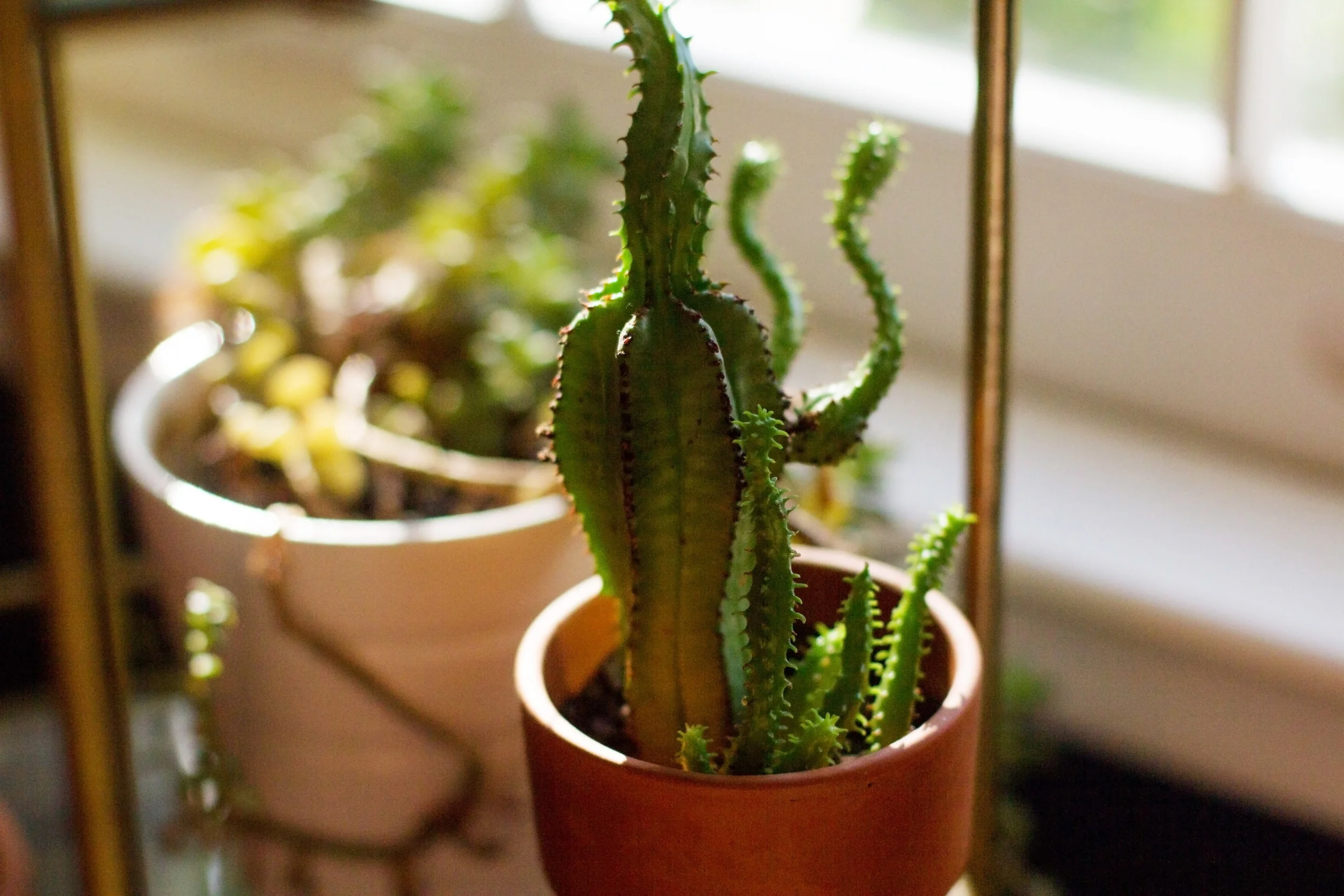 Jenny gains much of her inspiration from cacti, which adorn almost every square inch of her beautiful home!