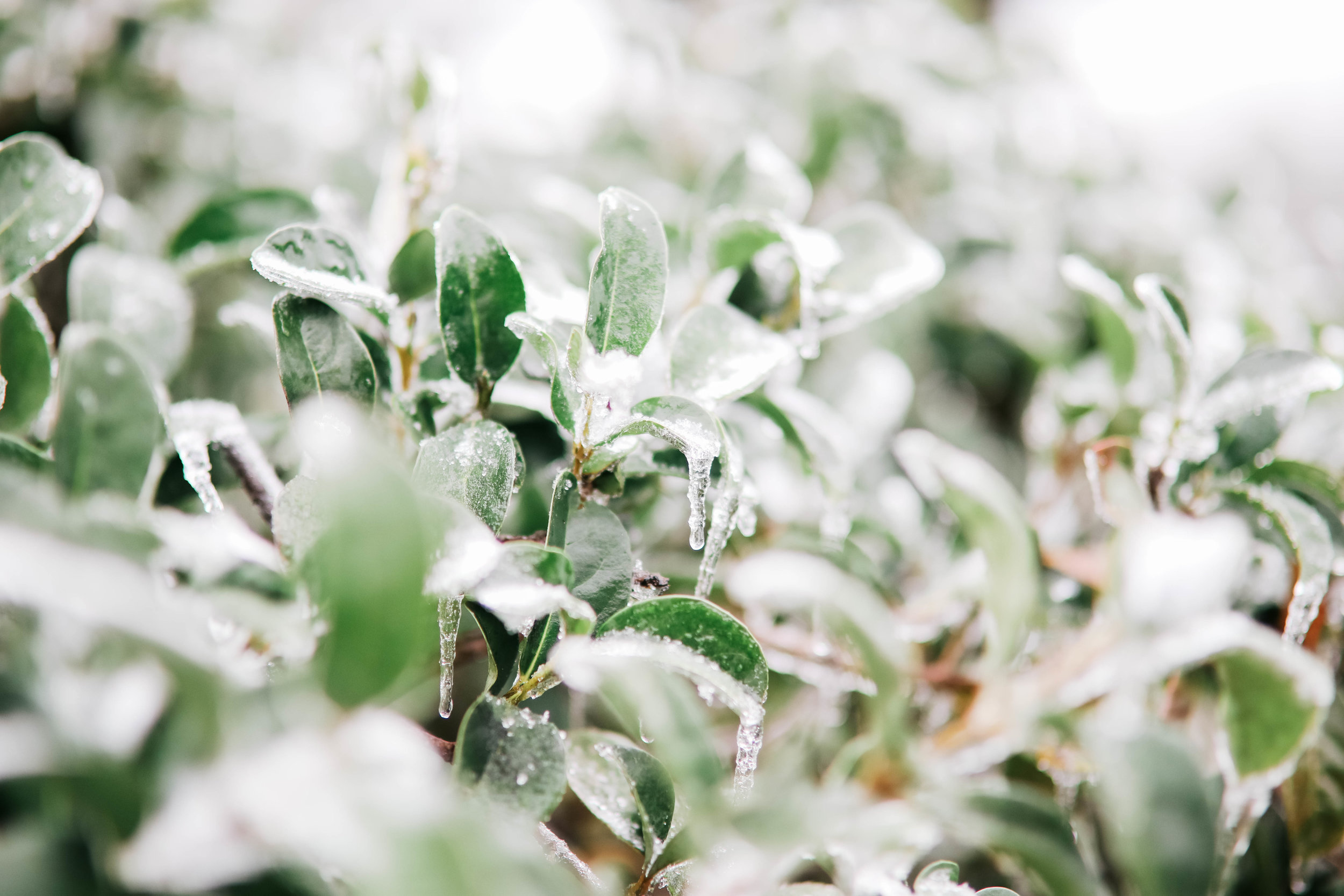 A bush is covered in ice and snow