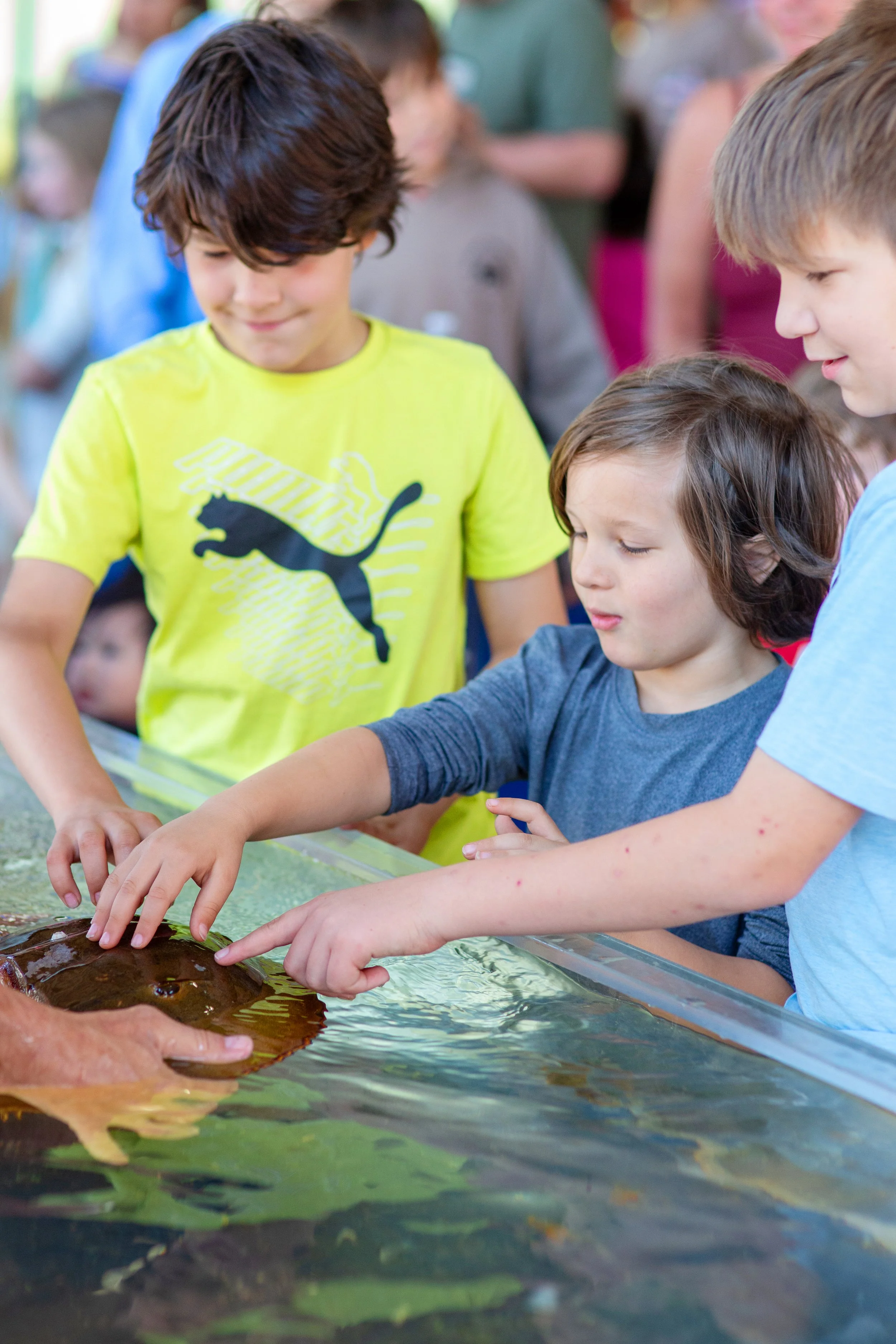 Children of various ages are interacting with a horseshoe crab at the touchtank, an interactive exhibit at the 2026 Coastfest event in Brunswick, GA