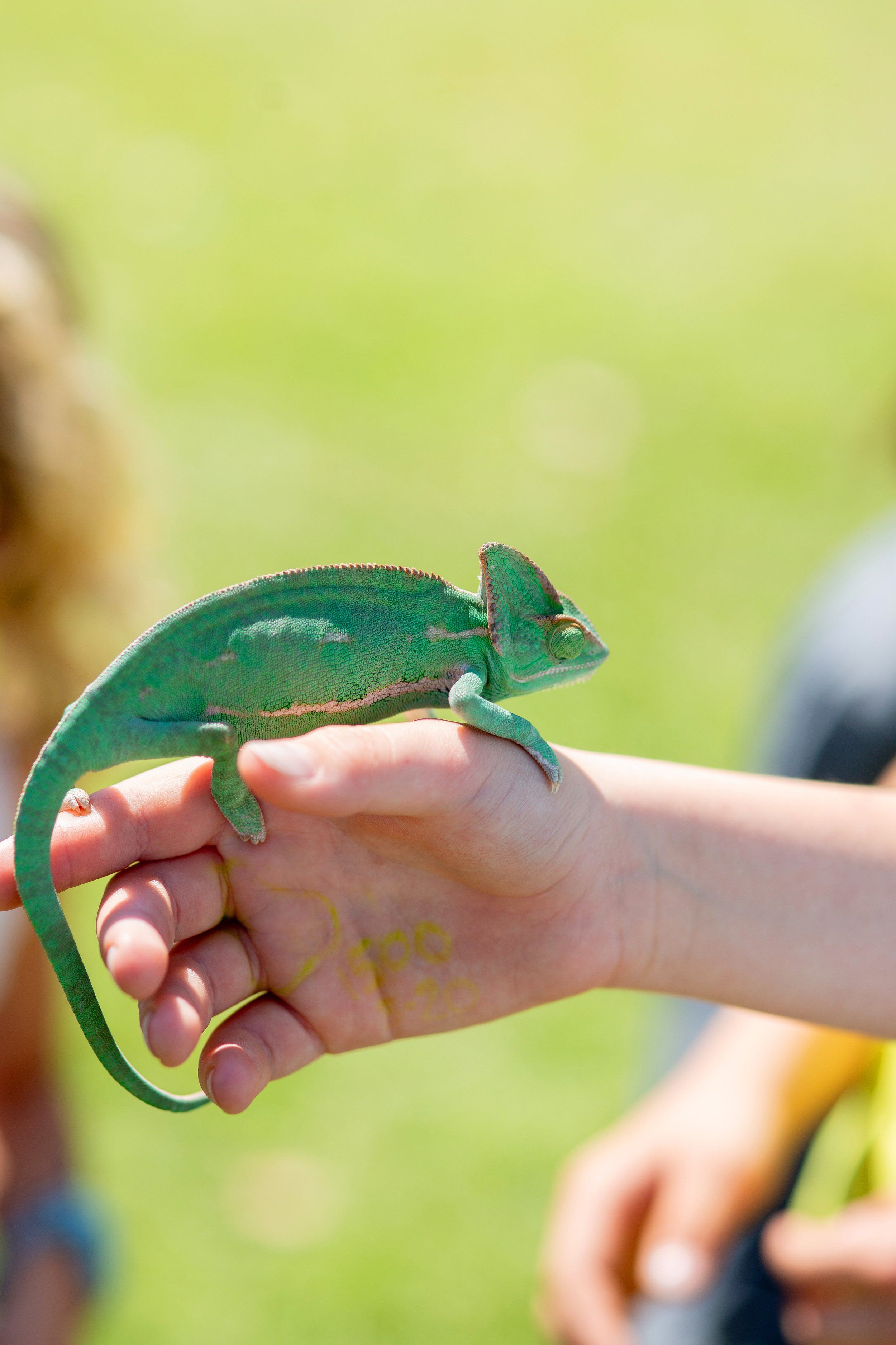 A green chameleon sits on the hand of an attendee of the 2026 Coastfest event in Brunswick, GA