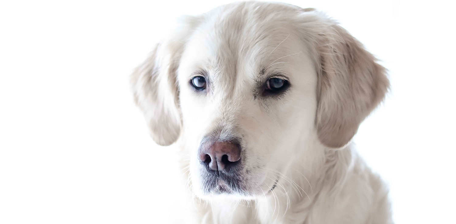 White-dog.png