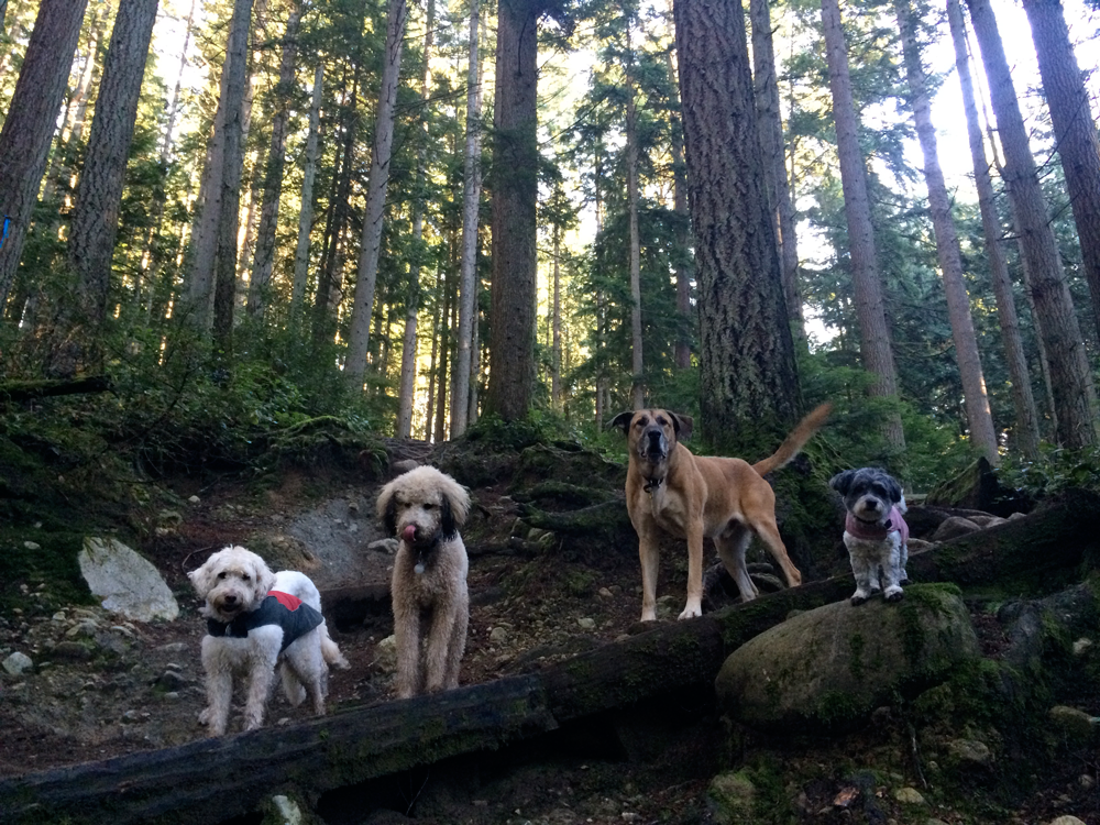 Romping through the forest