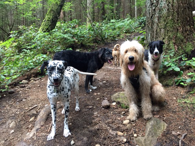 Pack buddies