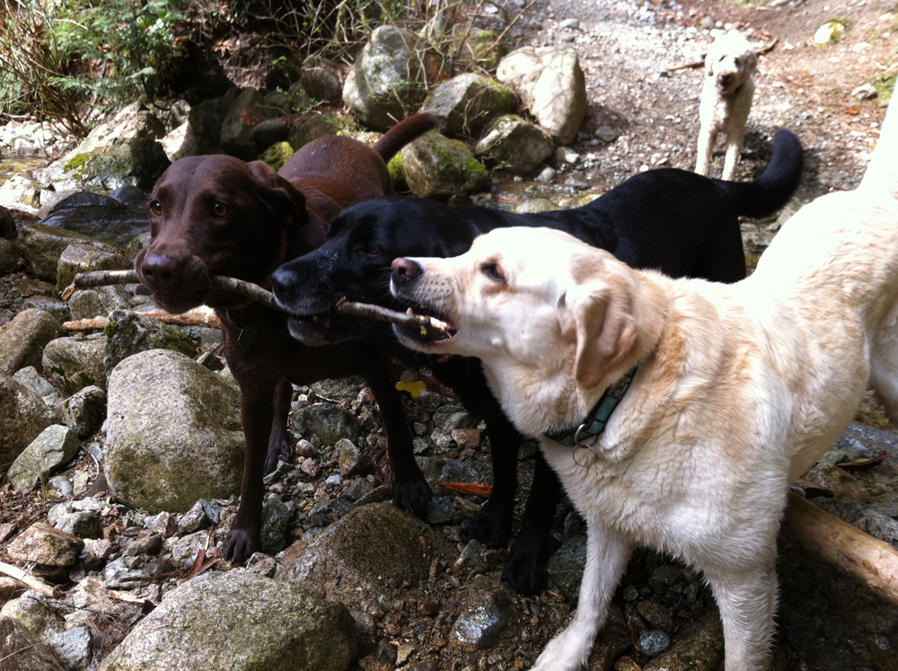 Three labs and a stick!
