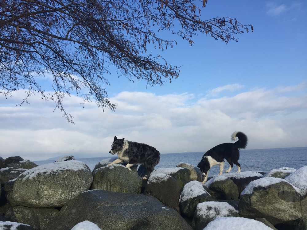 Rock-hopping in the snow