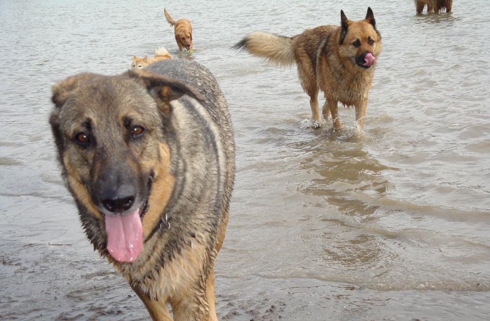 Tongues out at the beach!