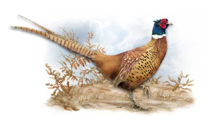 Pheasant 72.jpg