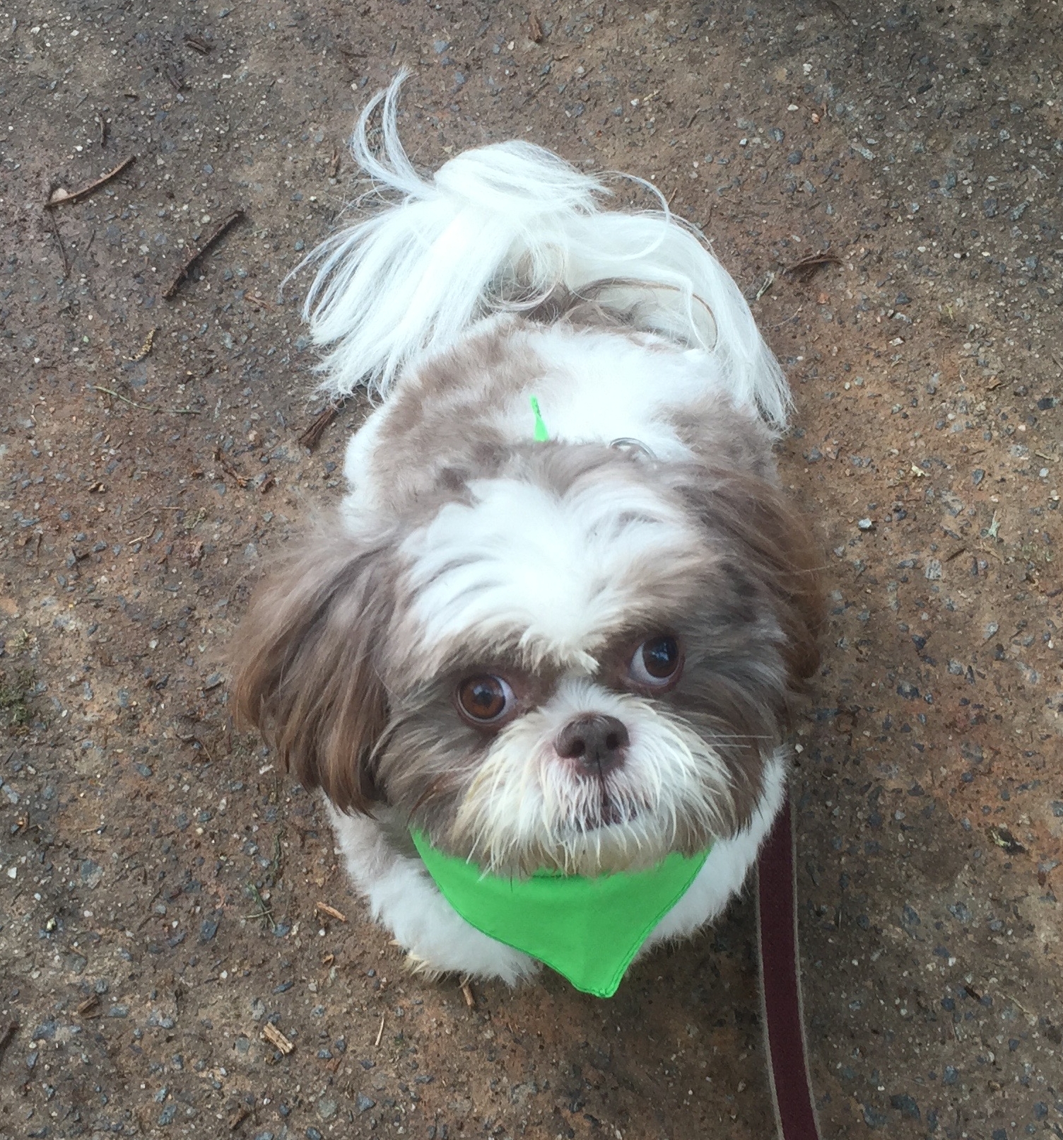 Murphy, resplendent in his Pet Palooza bandana, waiting impatiently for the "Walk for the Animals 2016."