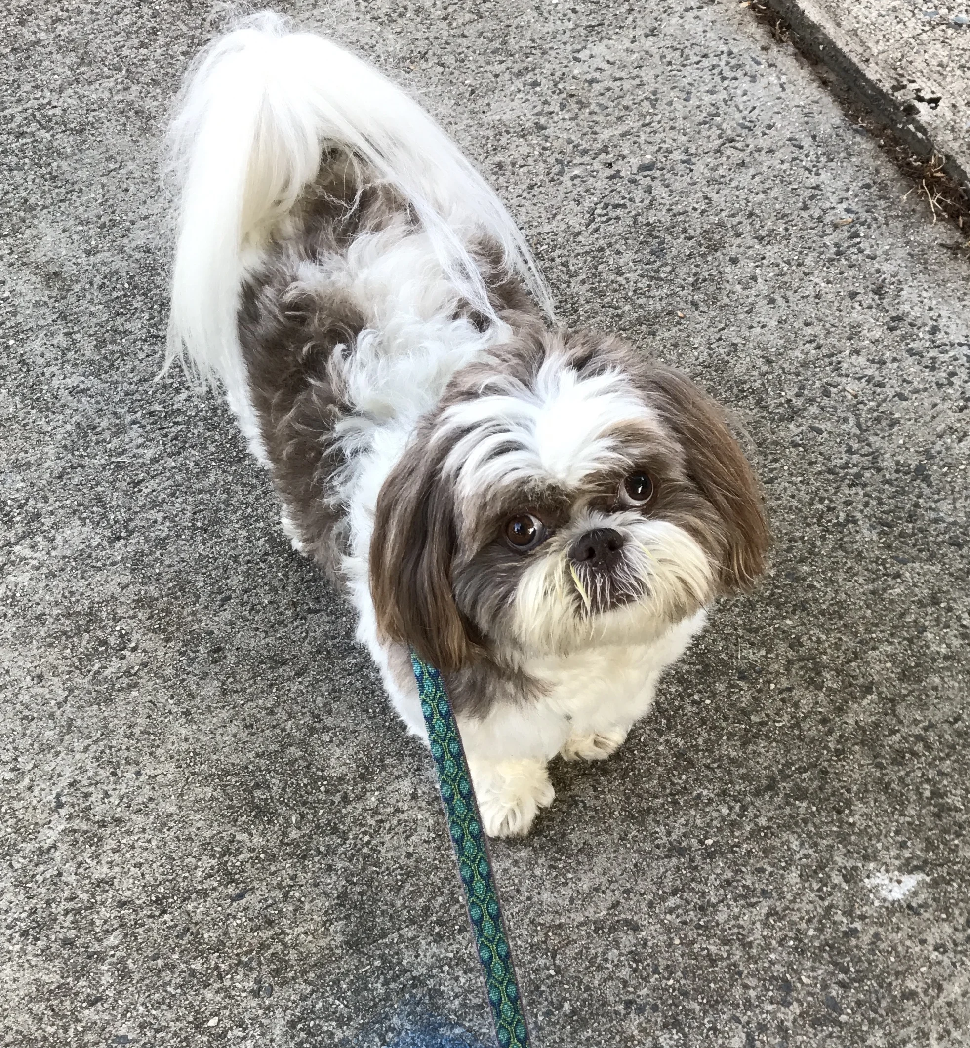 "I am not interested in going to get the mail. But thank you for asking."