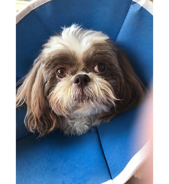 The cone of shame is well named.