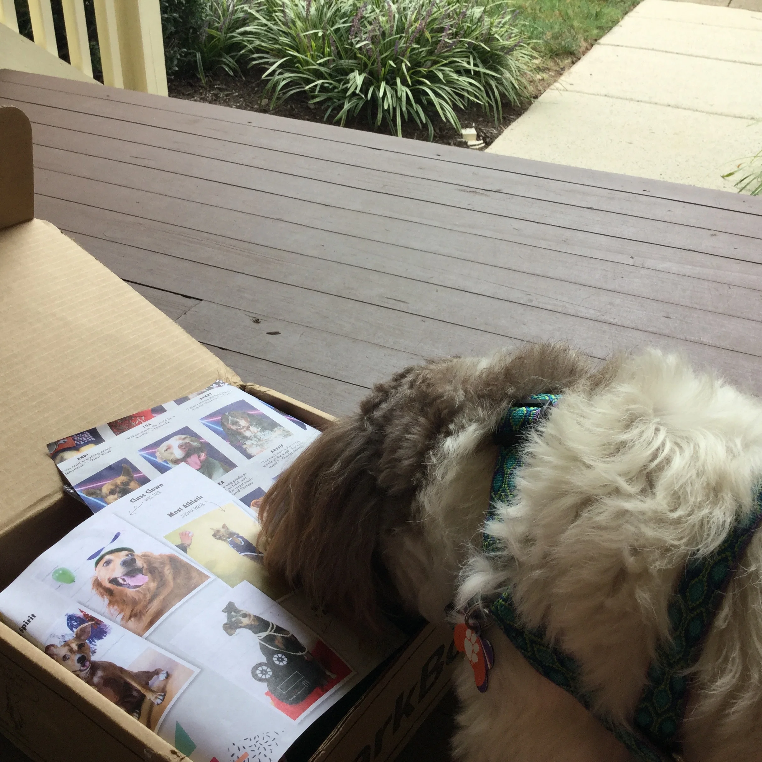 The Bark Box is the best invention.