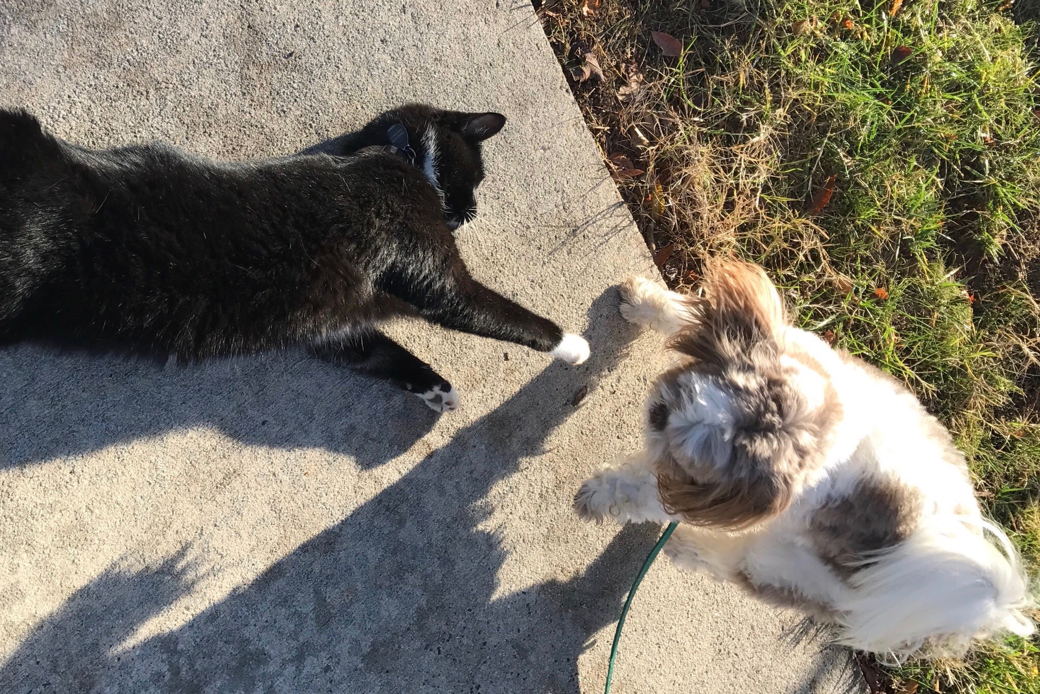 Some dogs and cats can get along.