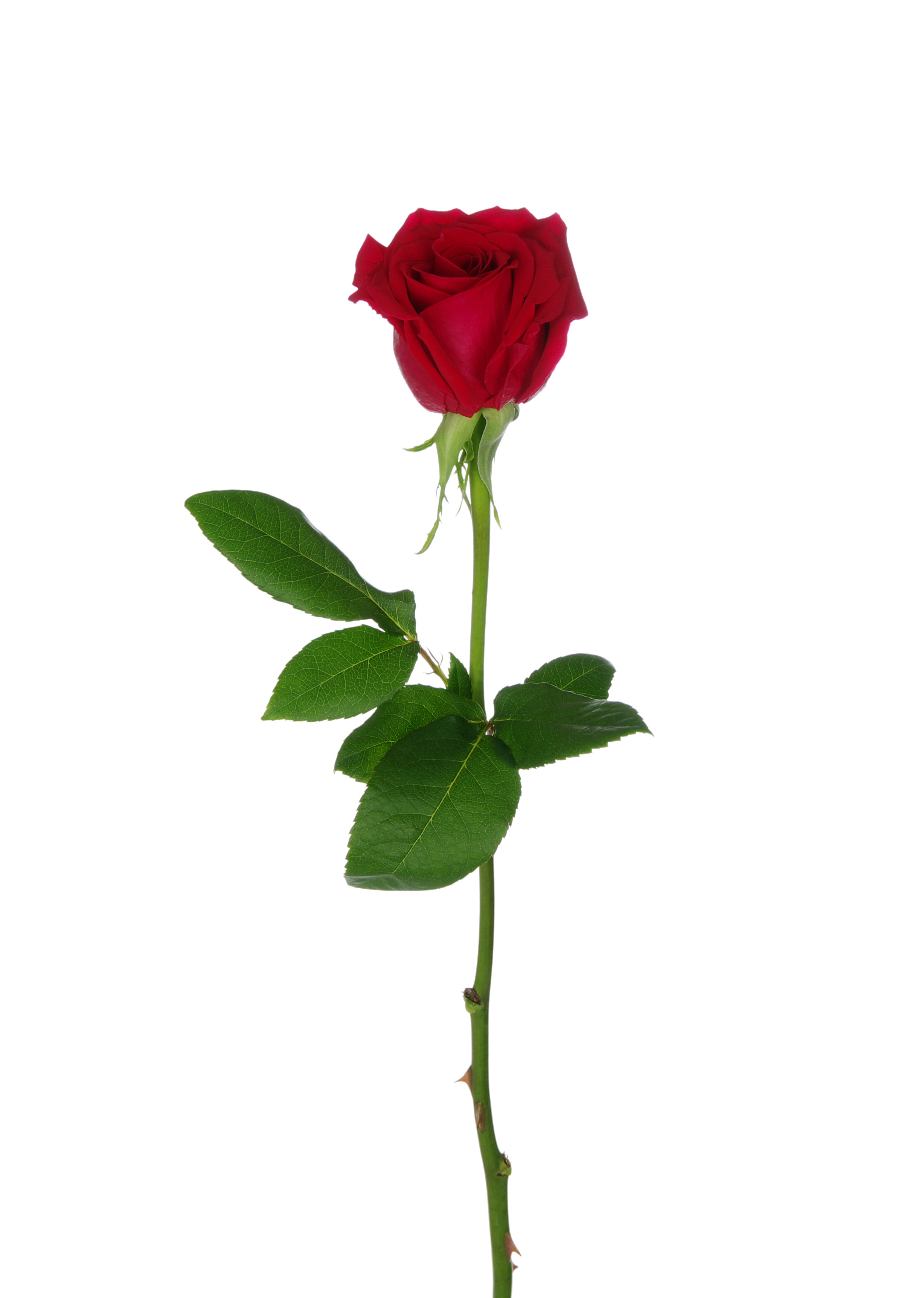 Bouqs_Rose.jpg