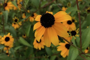 IMG_3073.jpeg