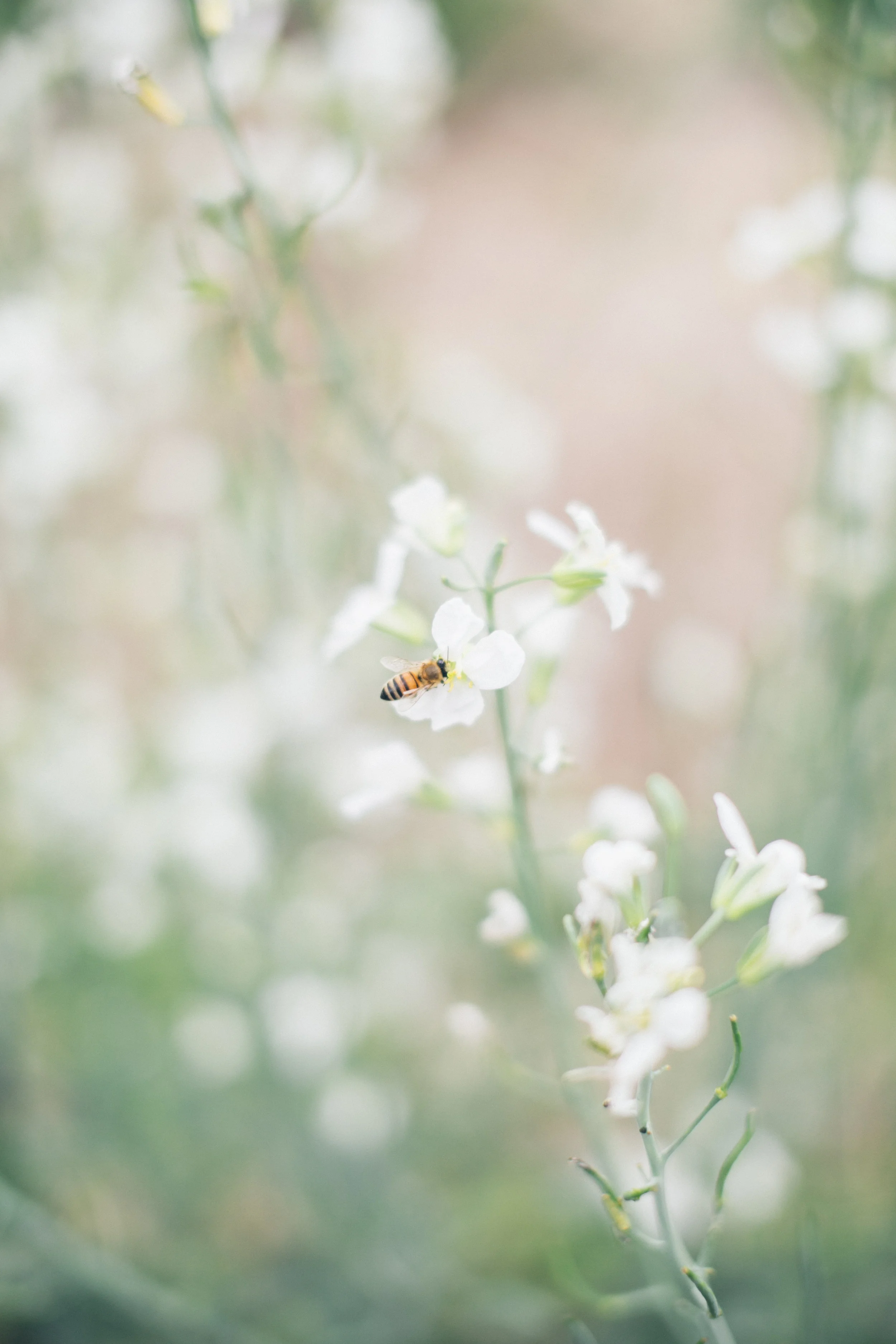 Occidental-Farm-Wedding-131467.jpg