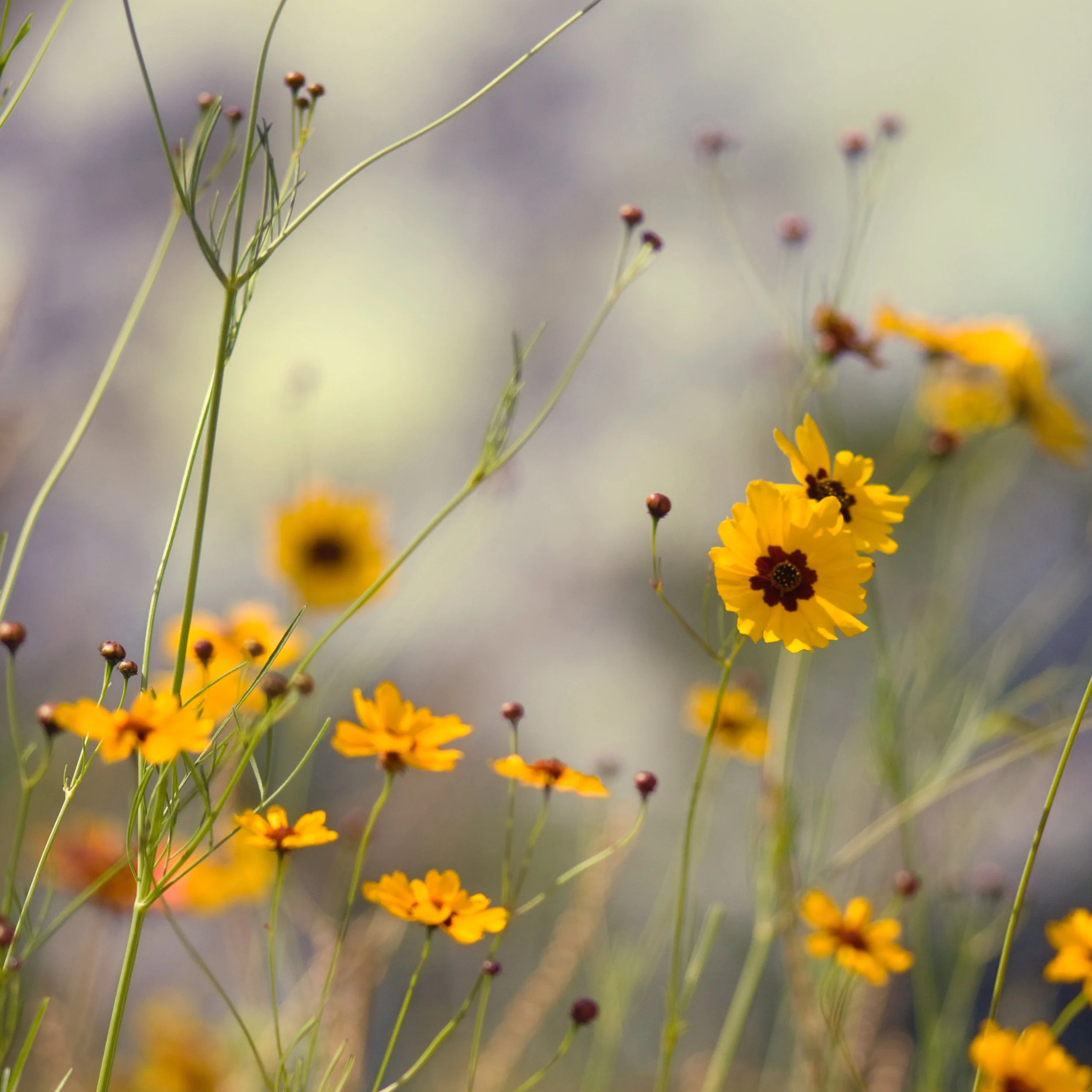 “Seasonal Transition” by Joel Olives