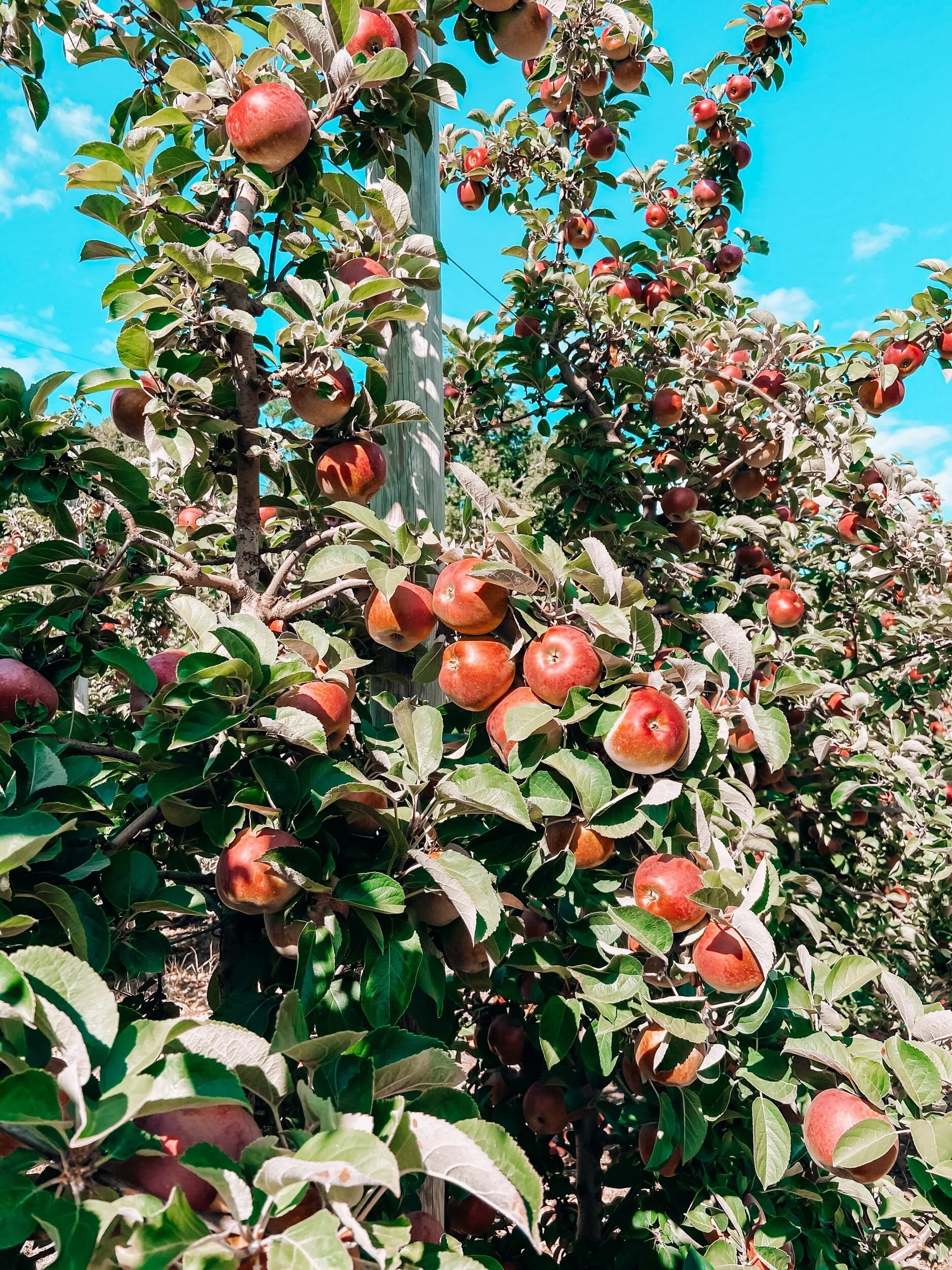 Barden Family Orchard in North Scituate, Rhode Island.