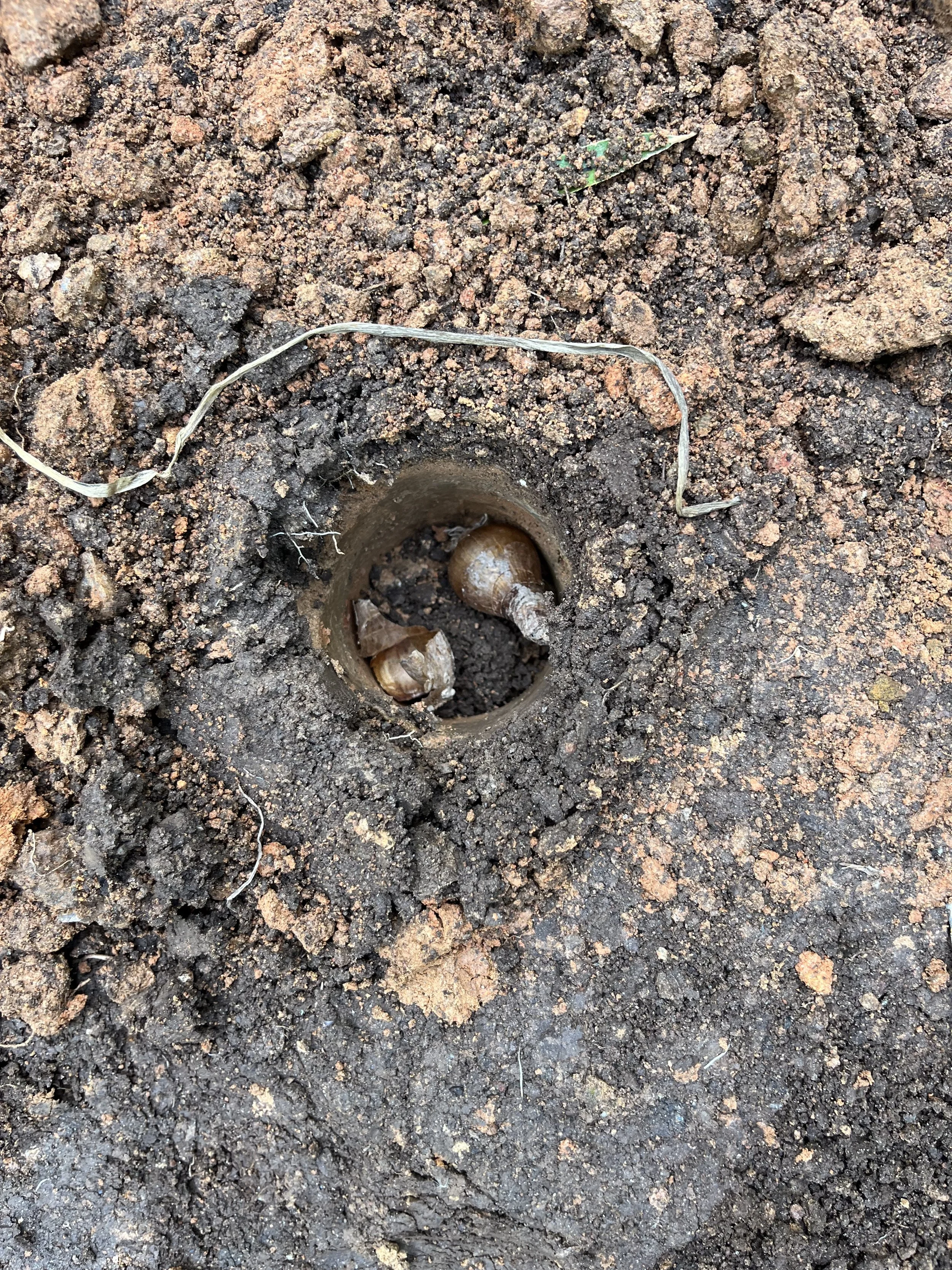 Bulbs in their spot ready to overwinter