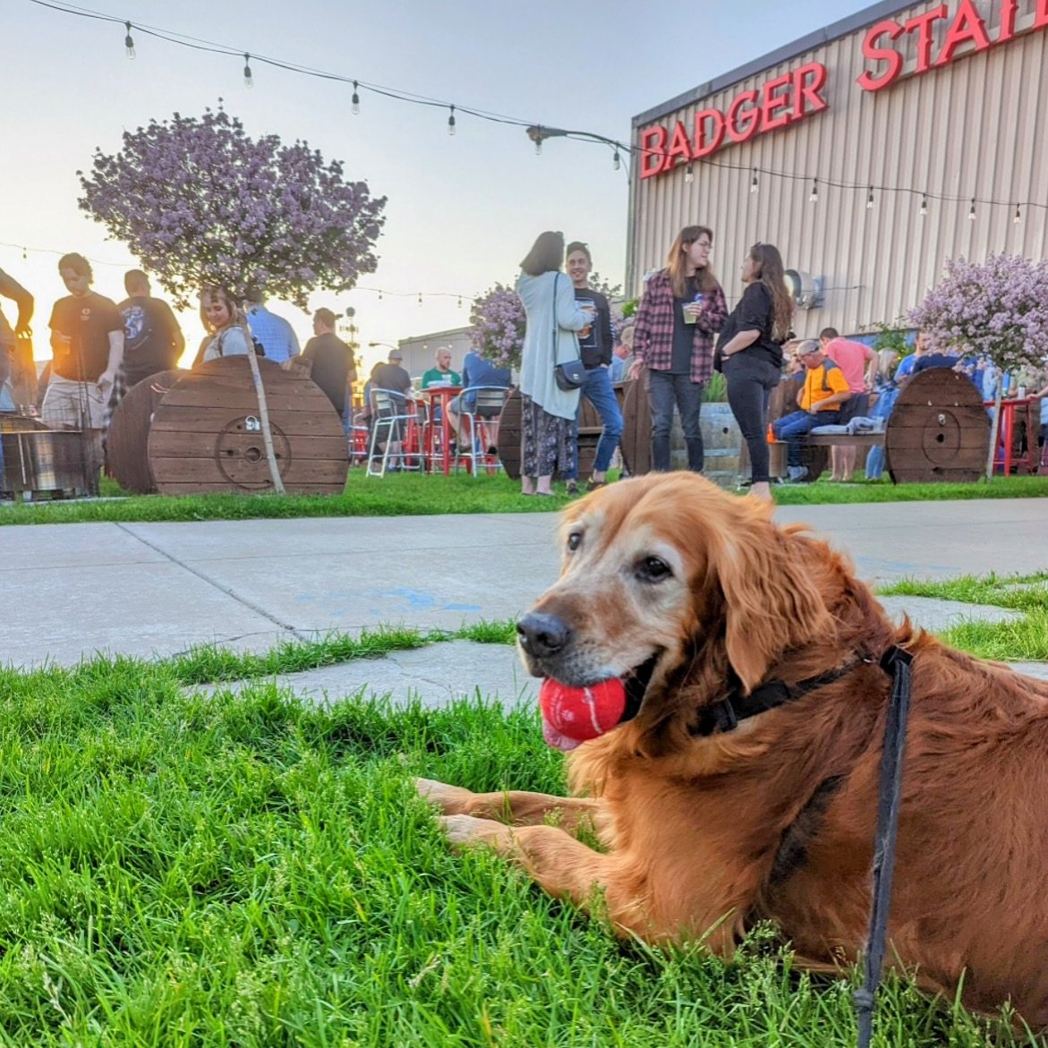 National pet day is definitely a day we can get behind and celebrate. With the weekend is looking bright and sunny, we&rsquo;ve got the beer garden cleaned up and ready to enjoy. Furry friends always welcome!