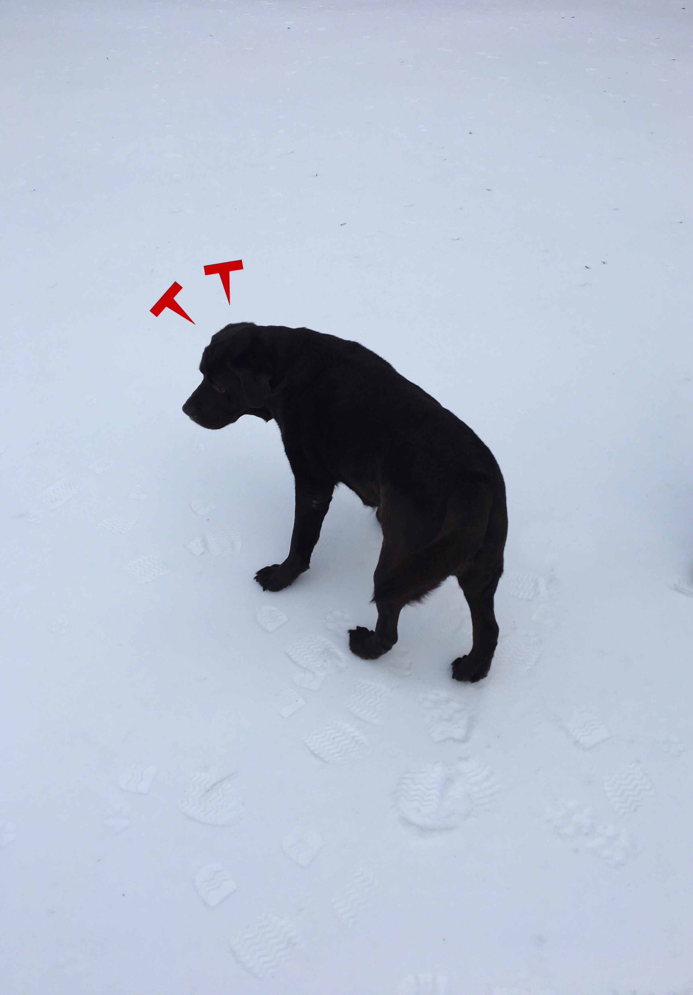 Model: Woody the dog