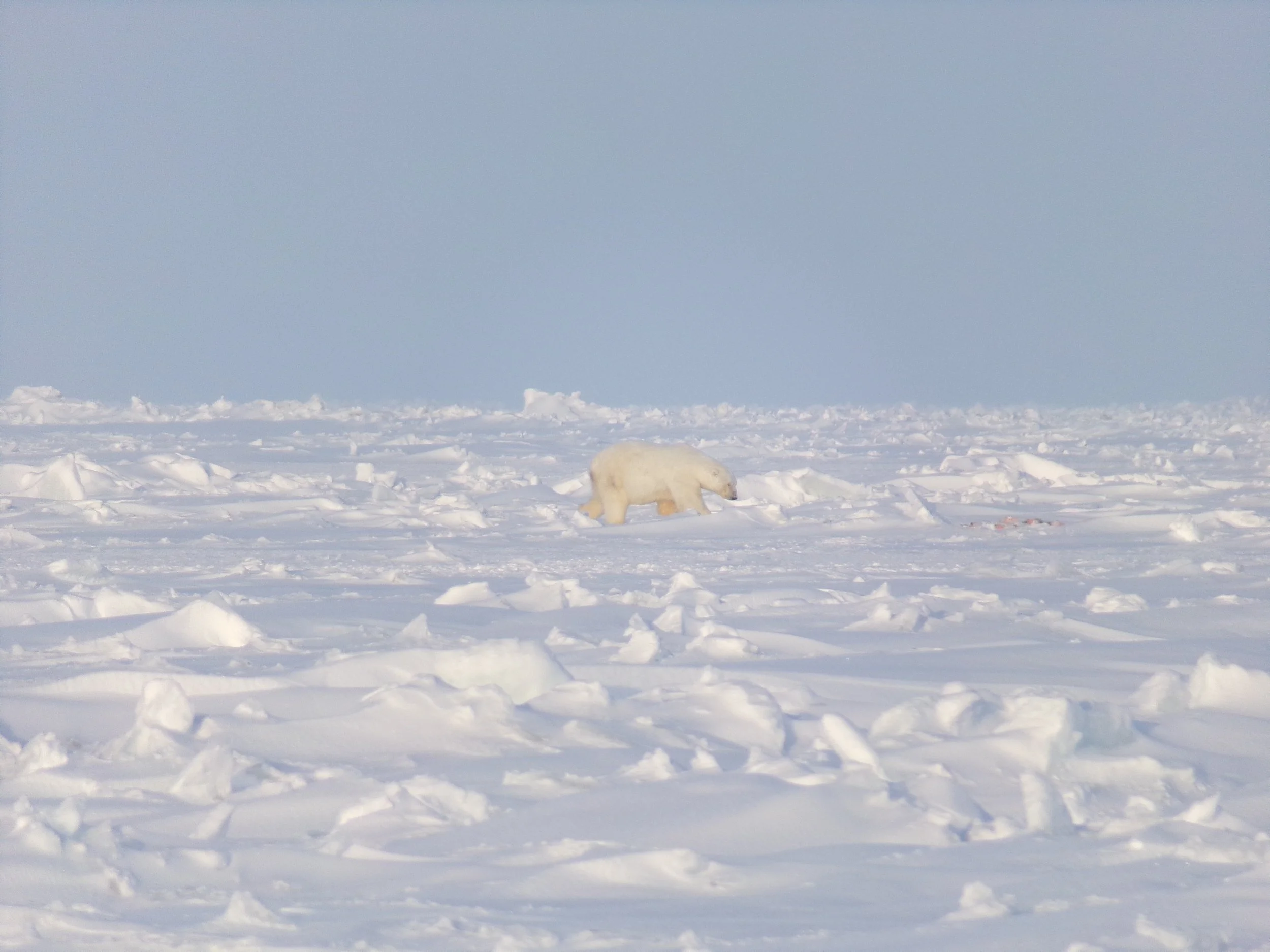 Unexpected Encounter