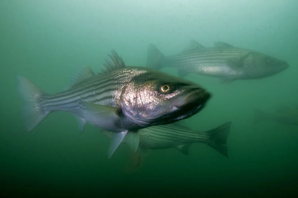 7c33b29fce32dbe8718618f74c7827b5_underwater-striped-bass-striped-bass_1000-667.jpeg