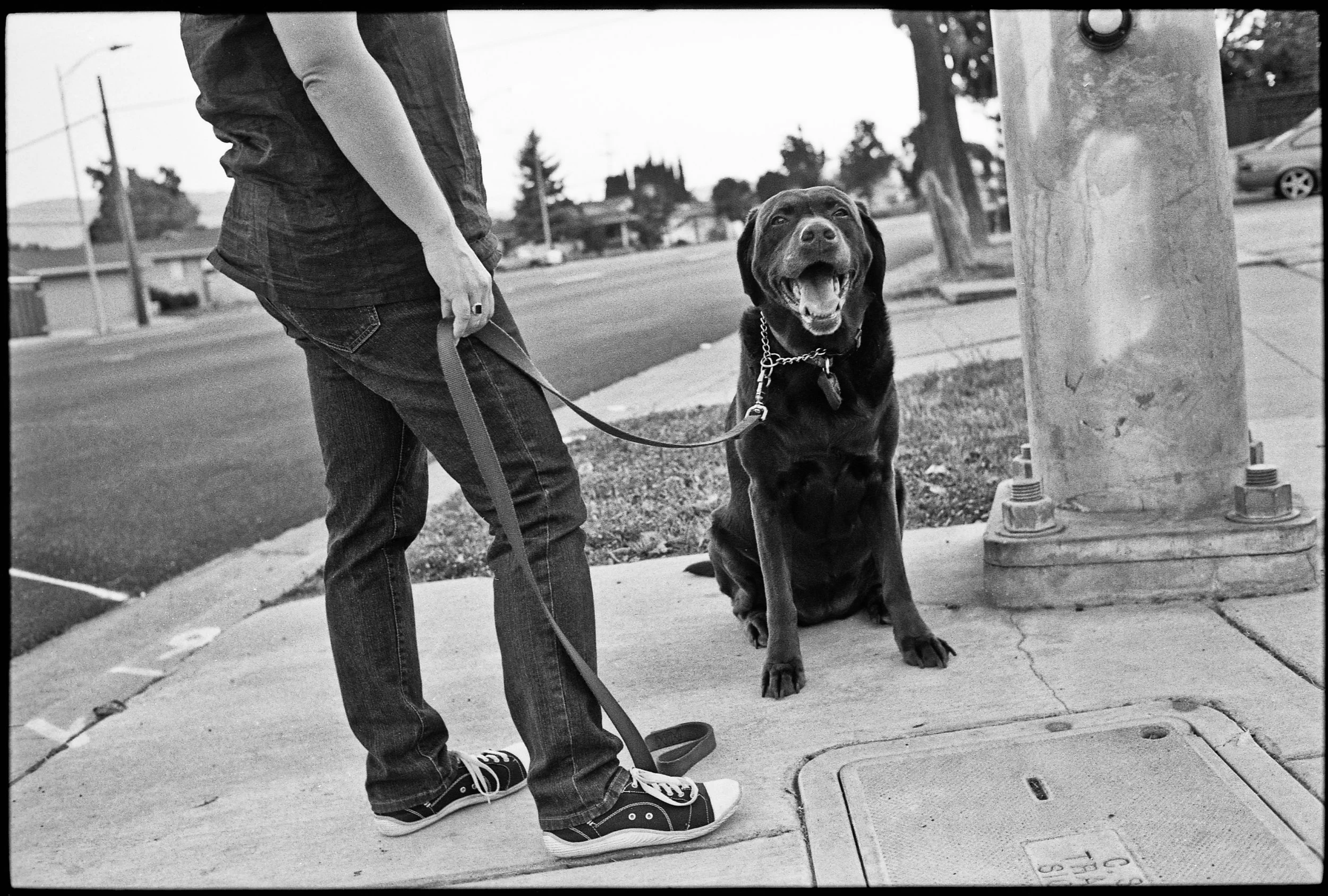a_dogs_life-1.jpg